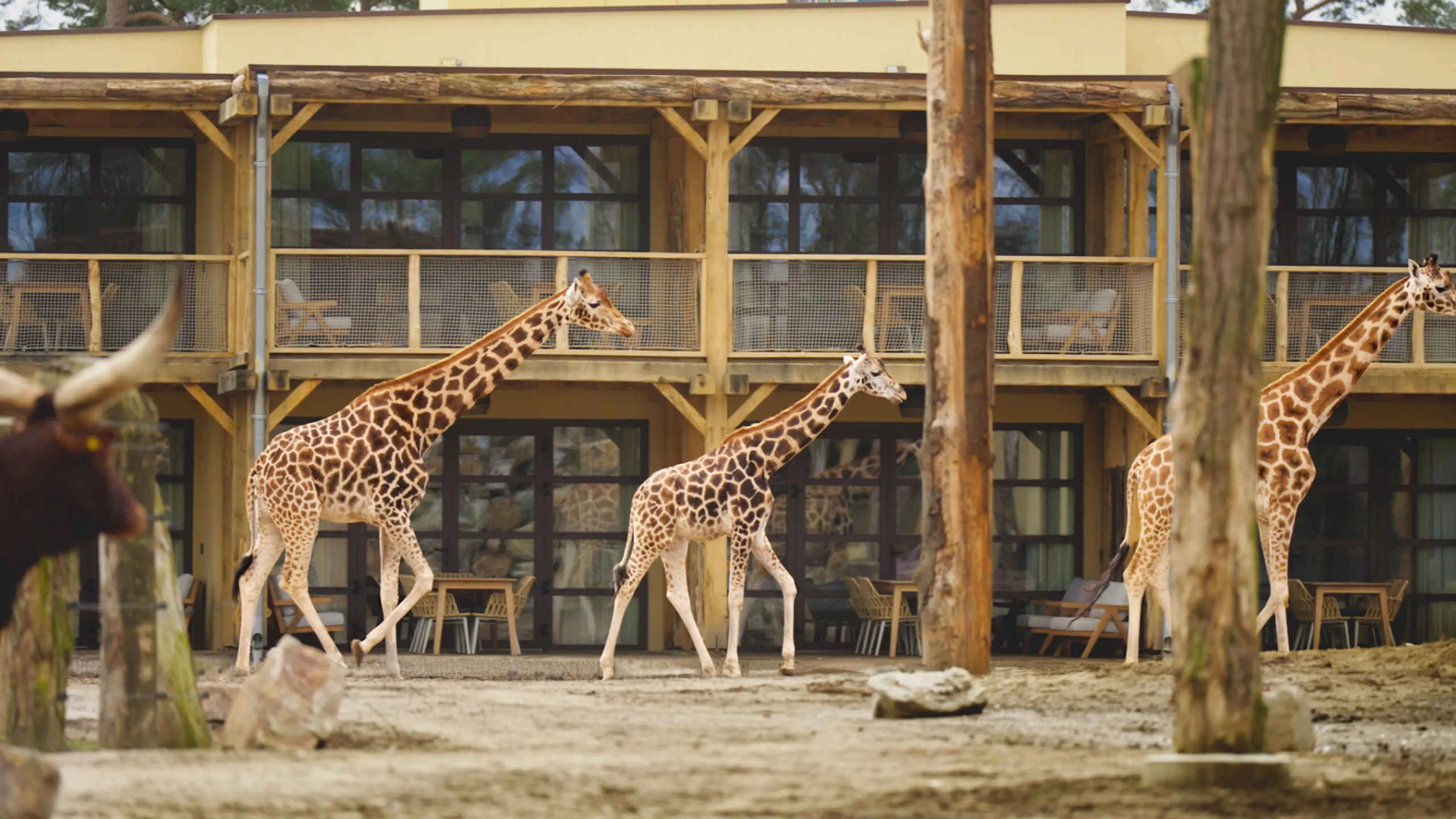 Giraffen bij het terras van Safari Hotel Beekse Bergen
