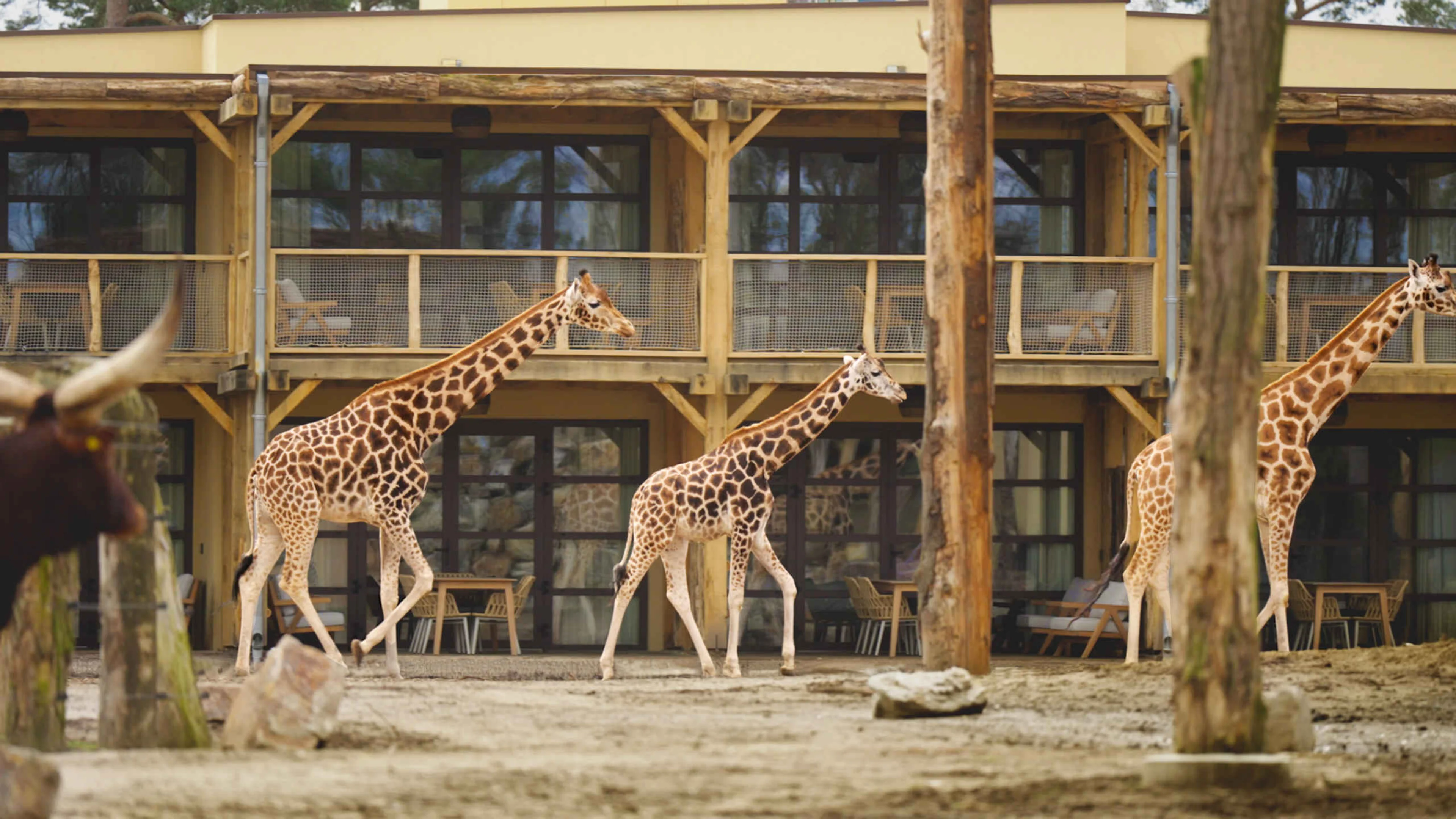 Giraffen bij het terras van Safari Hotel Beekse Bergen