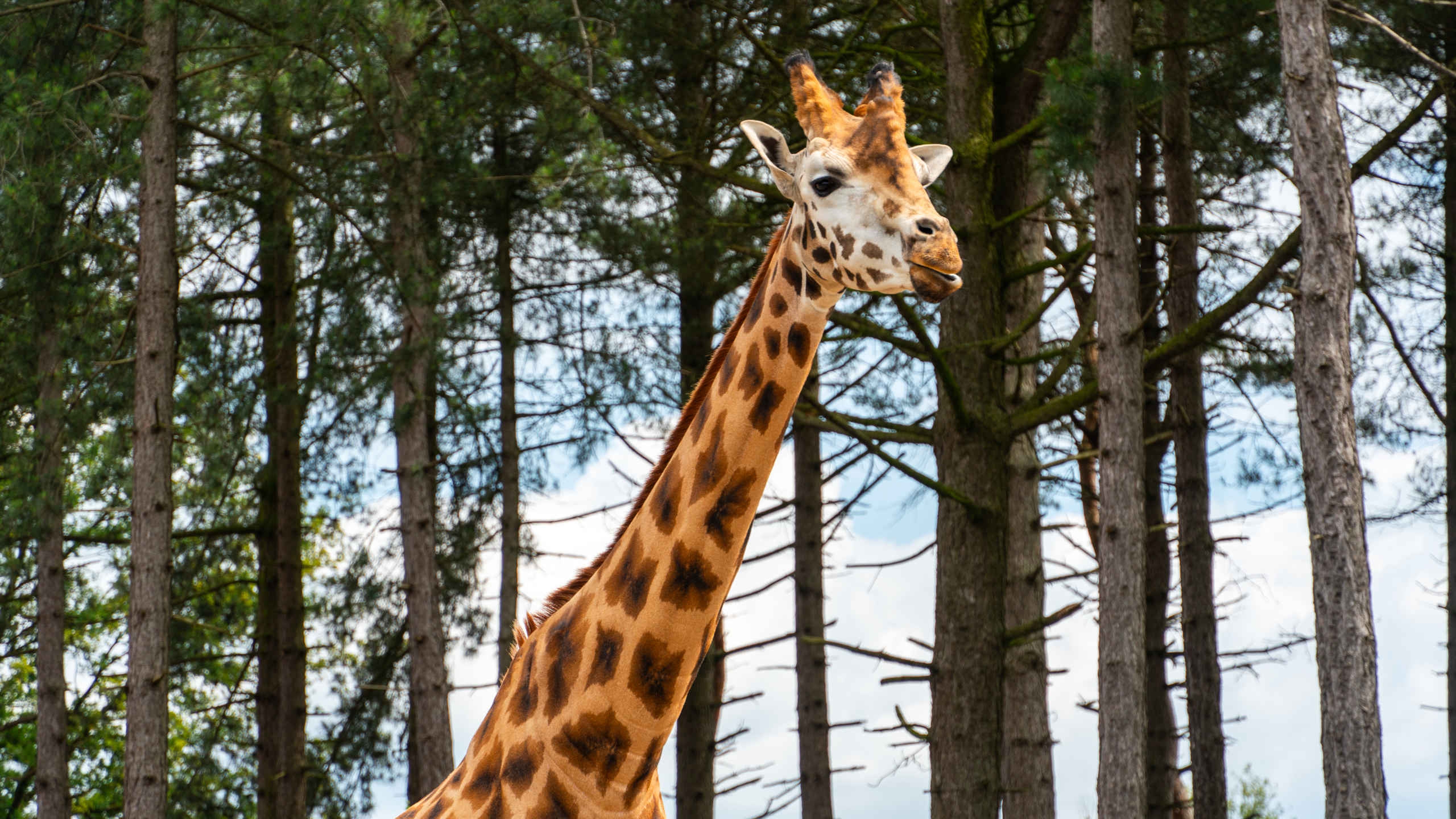 Giraf tussen de bomen in Safaripark Beekse Bergen