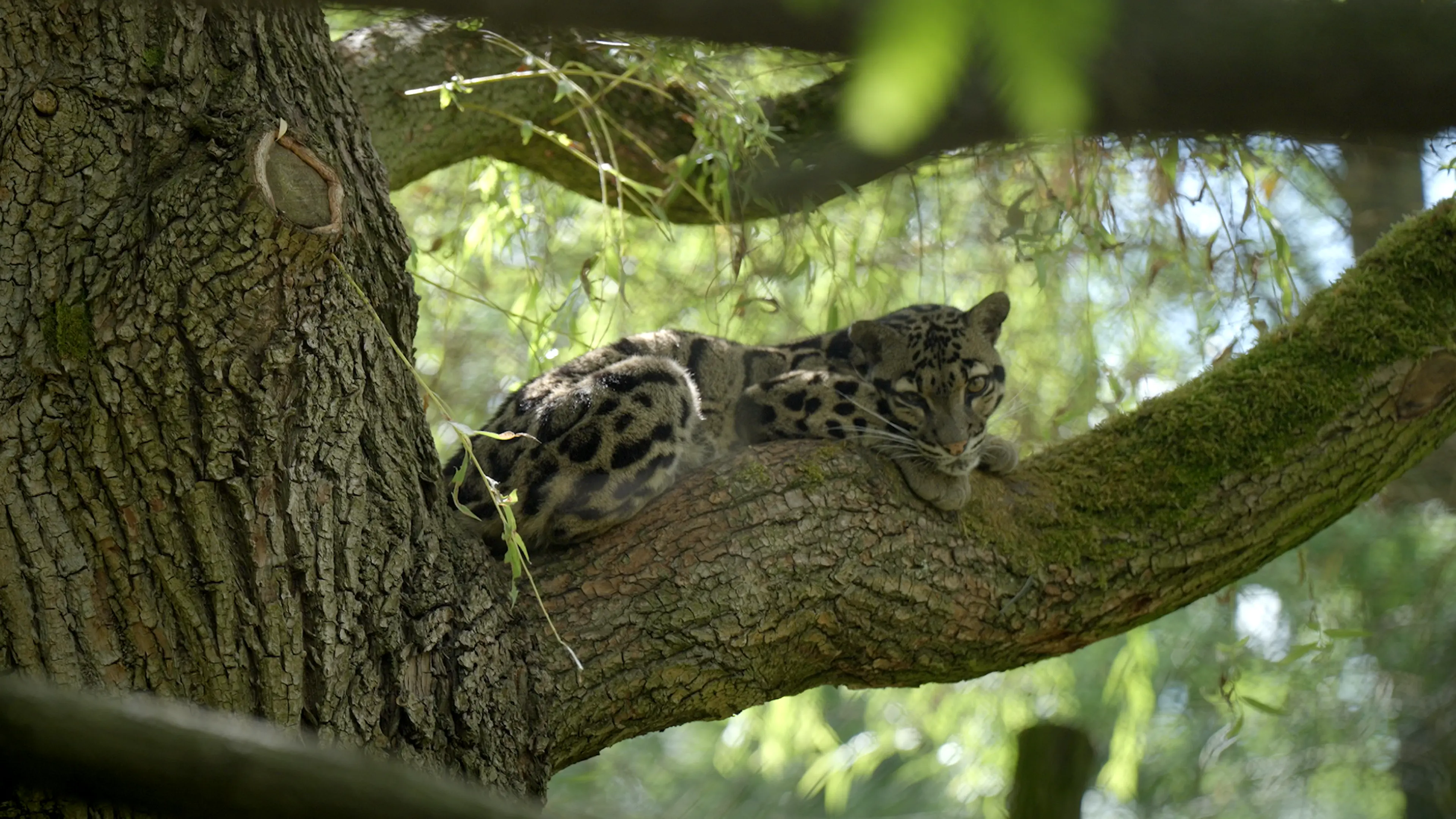 Nevelpanter ligt in boom in ZooParc Overloon