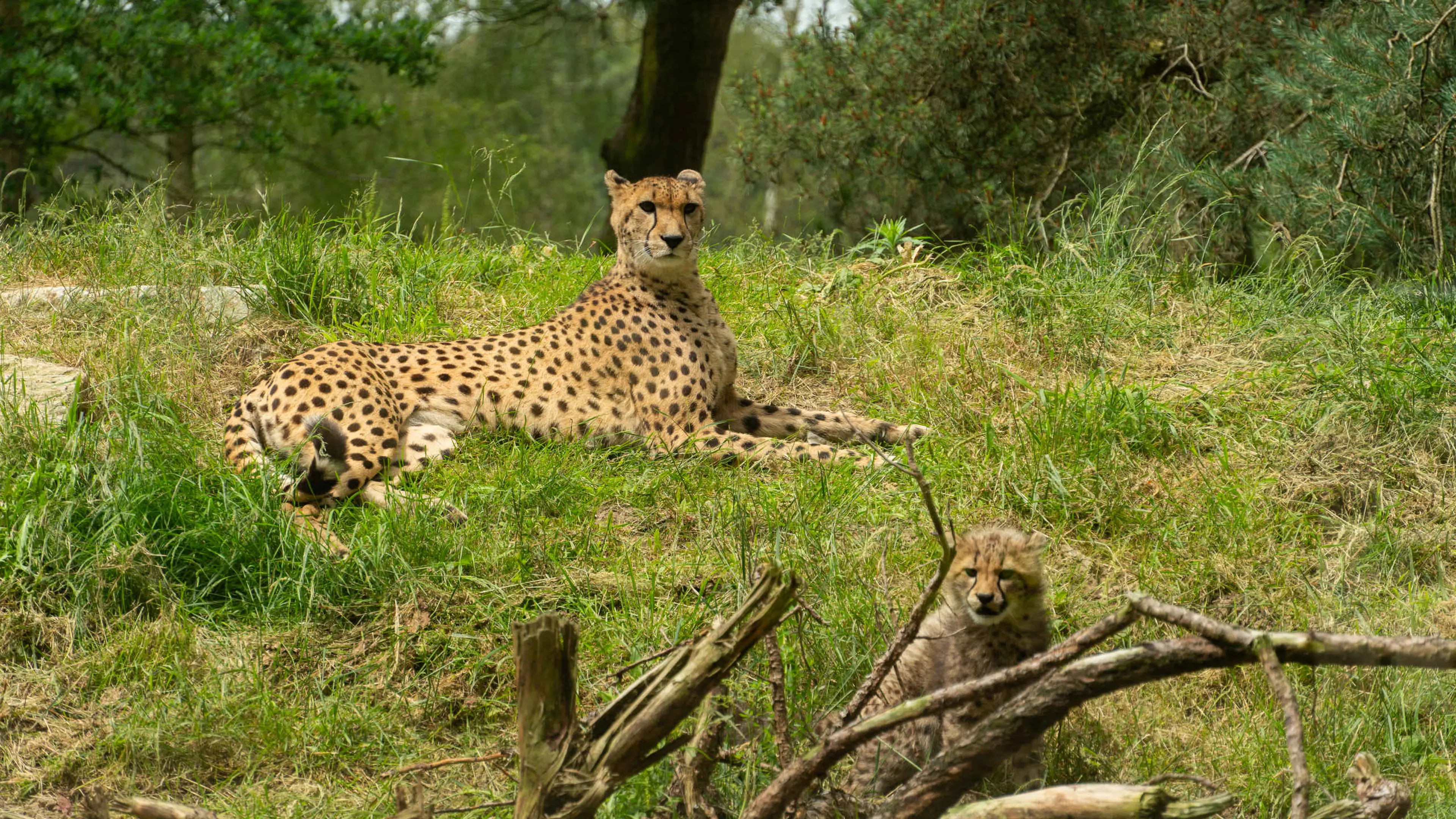 Cheeta welp grasveld Safaripark Beekse Bergen