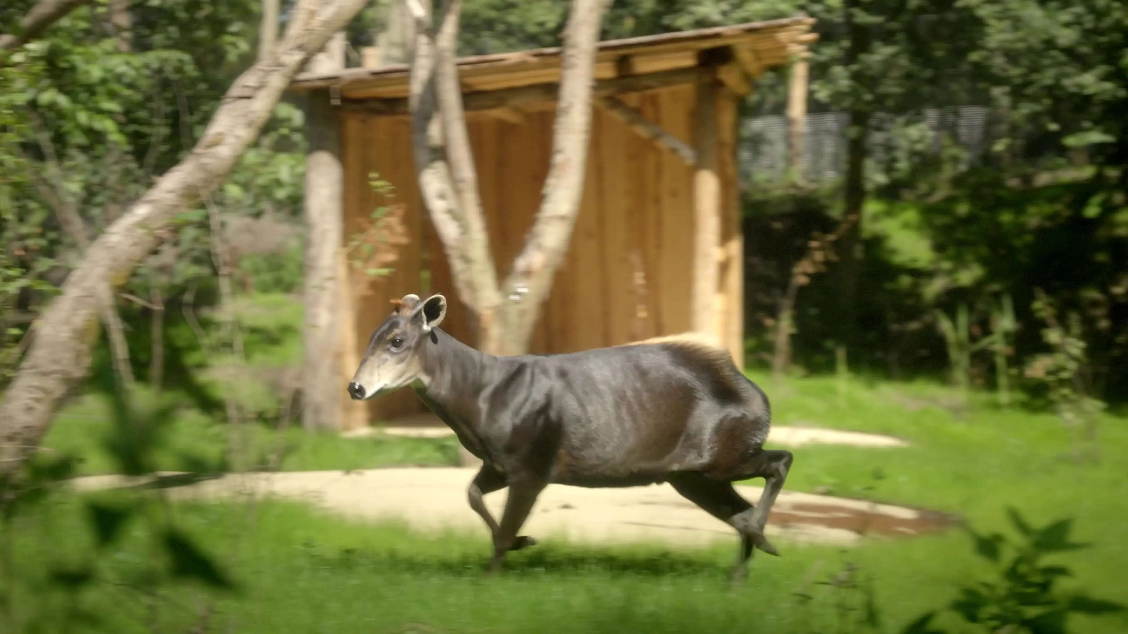 Een geelrugduiker in Ngyuwe in ZooParc Overloon