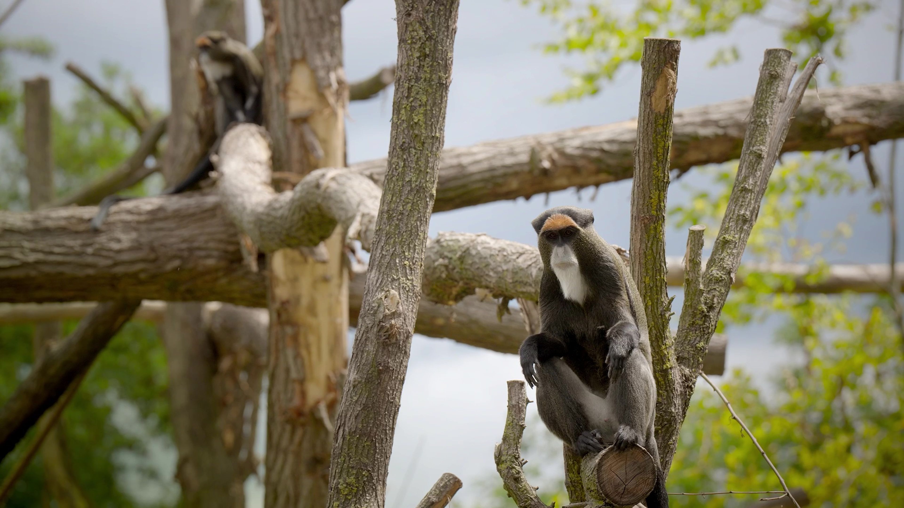 Brazzameerkatten in Ngyuwe, ZooParc Overloon