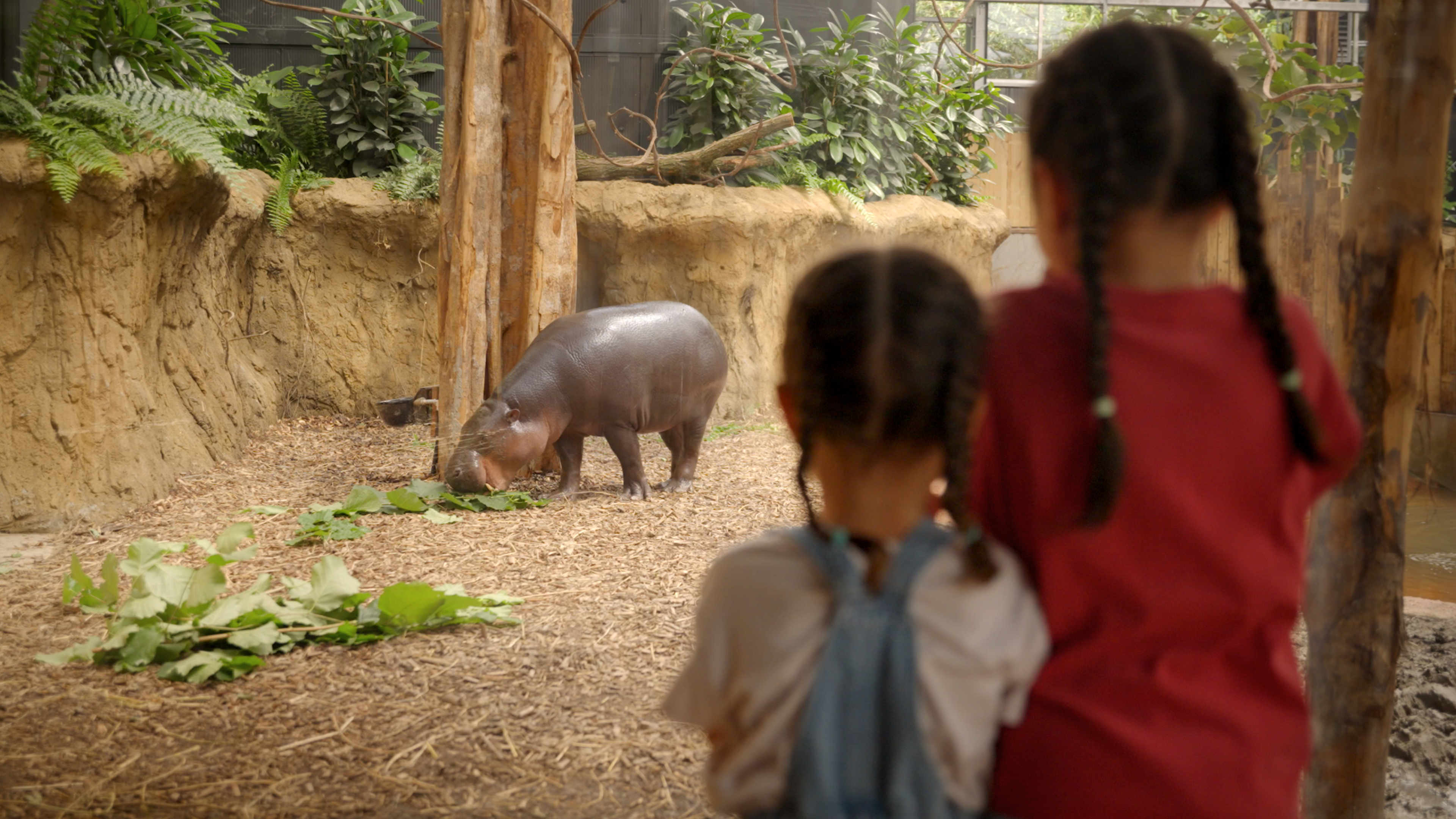 Kinderen kijken naar een dwergnijlpaard in Ngyuwe in ZooParc Overloon