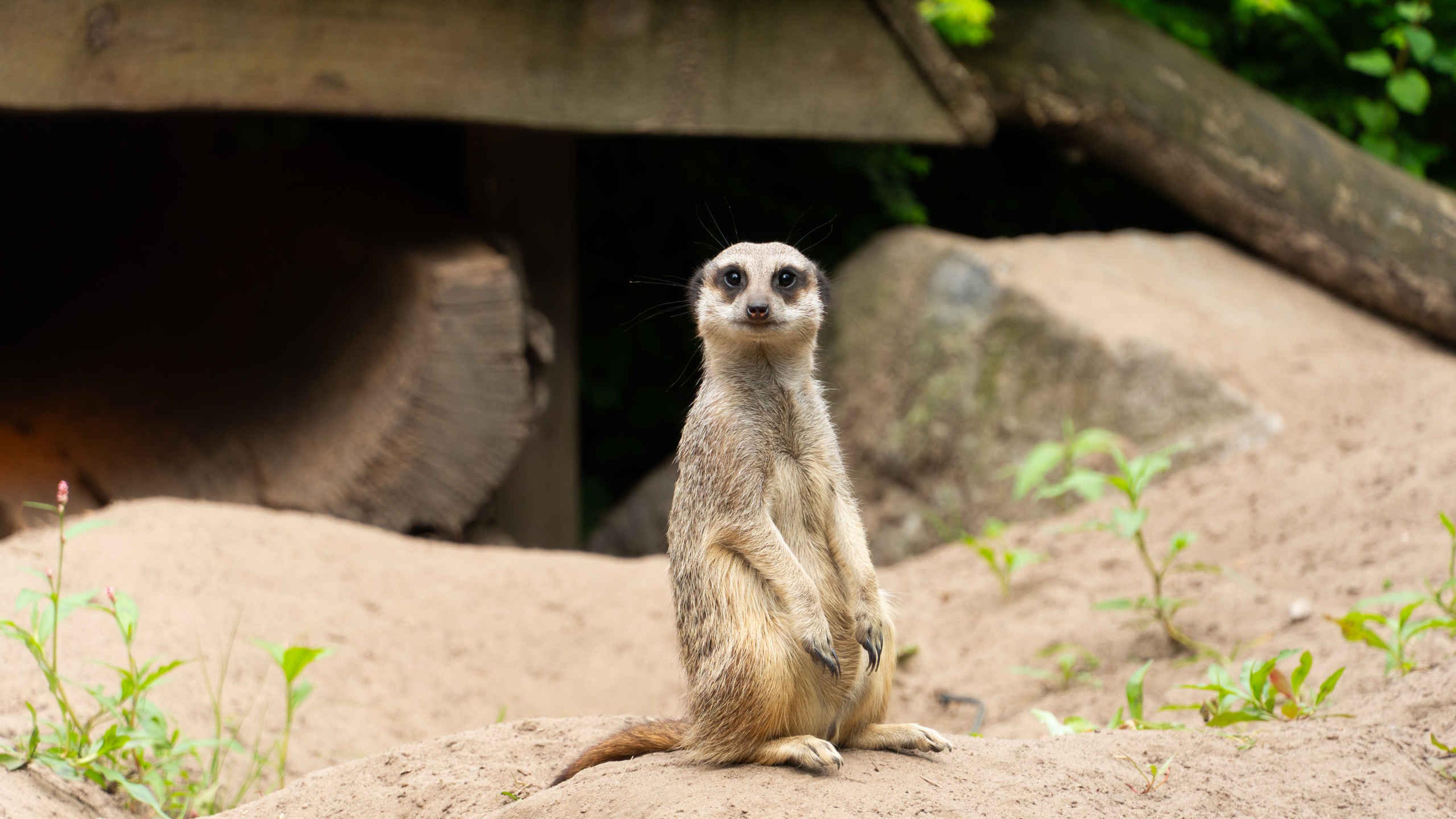 Stokstaartje op uitkijk Safaripark Beekse Bergen