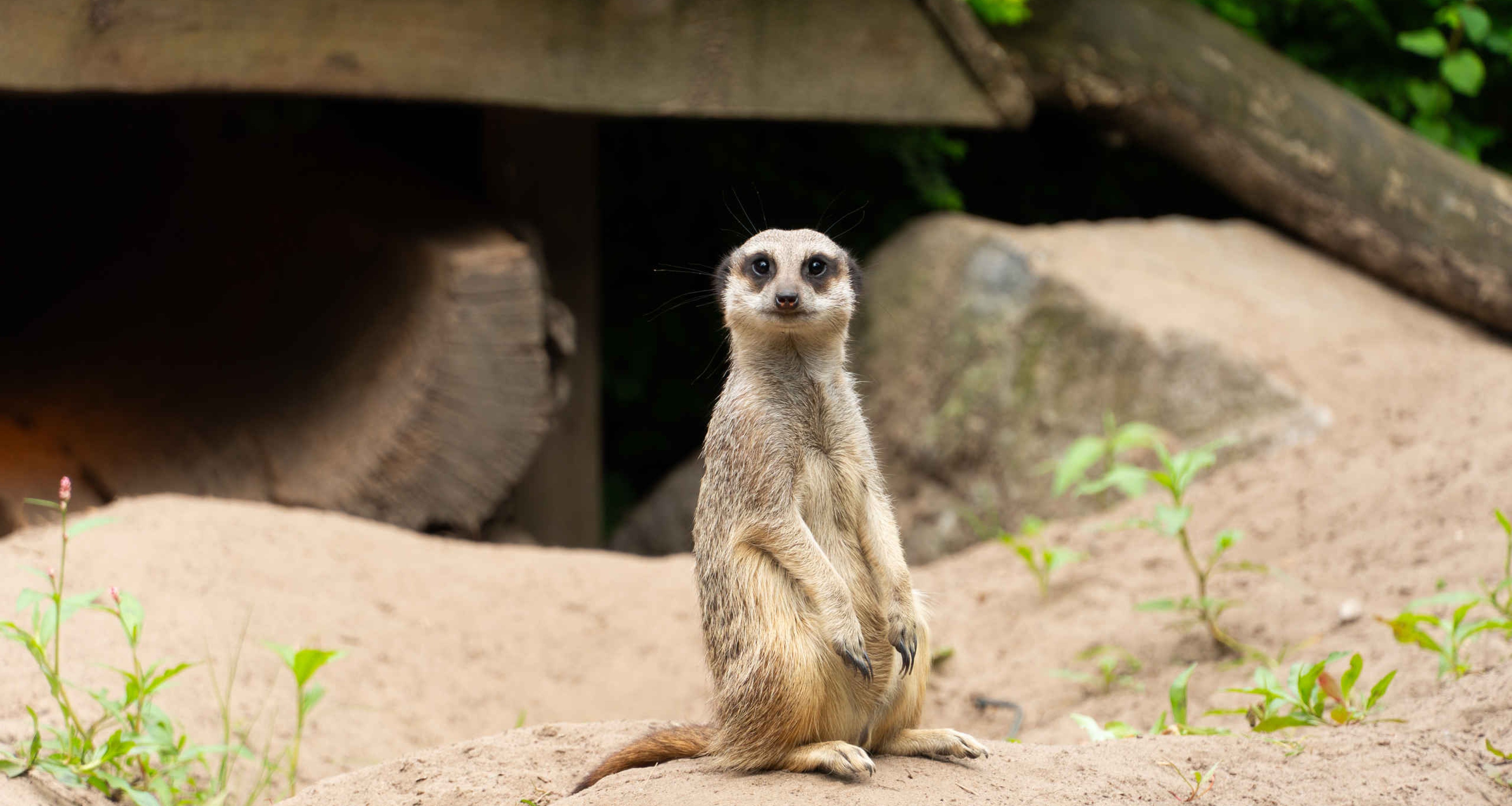 Stokstaartje op uitkijk Safaripark Beekse Bergen