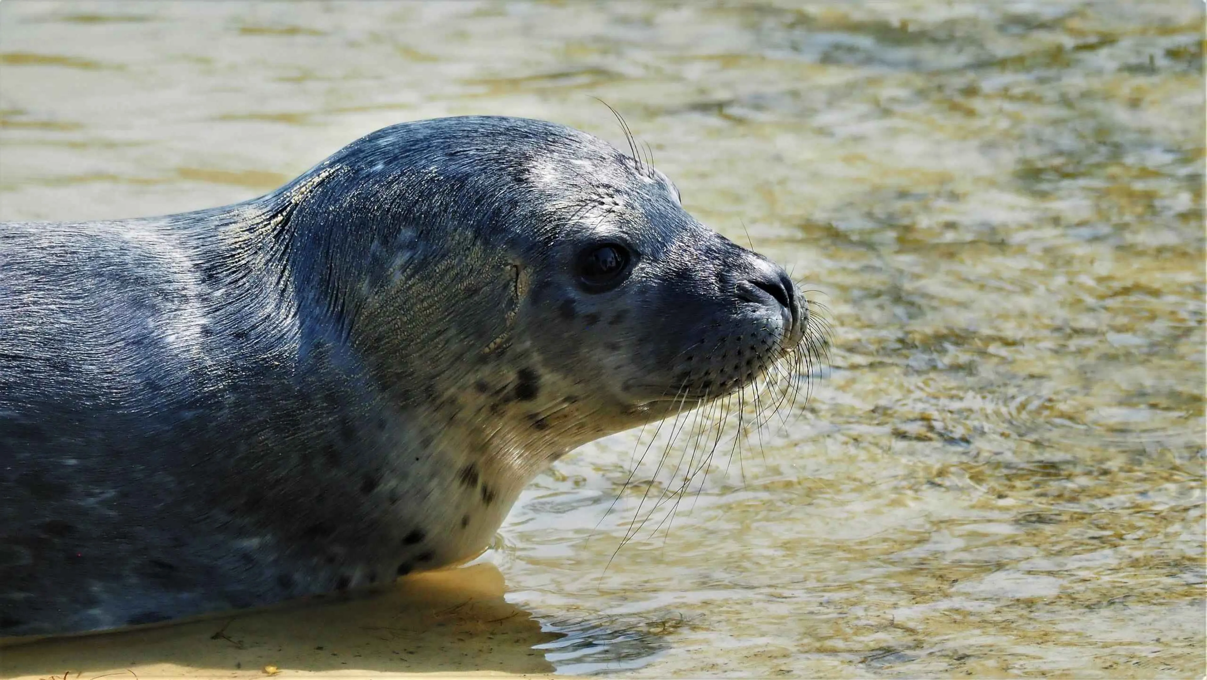 De grijze zeehond in safaripark Beekse Bergen