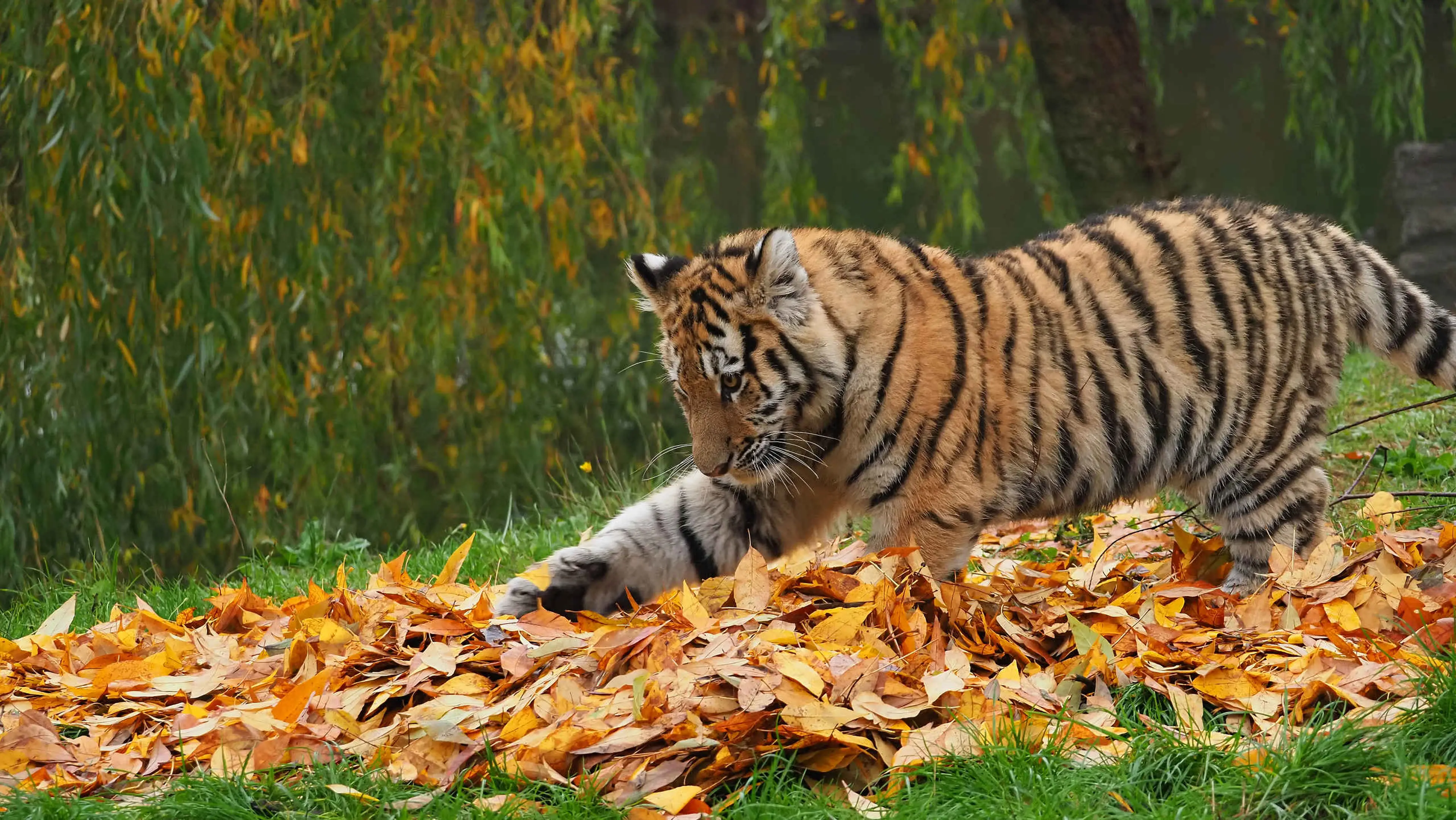 Tijger aan het spelen met bladeren bij Safaripark Beekse Bergen