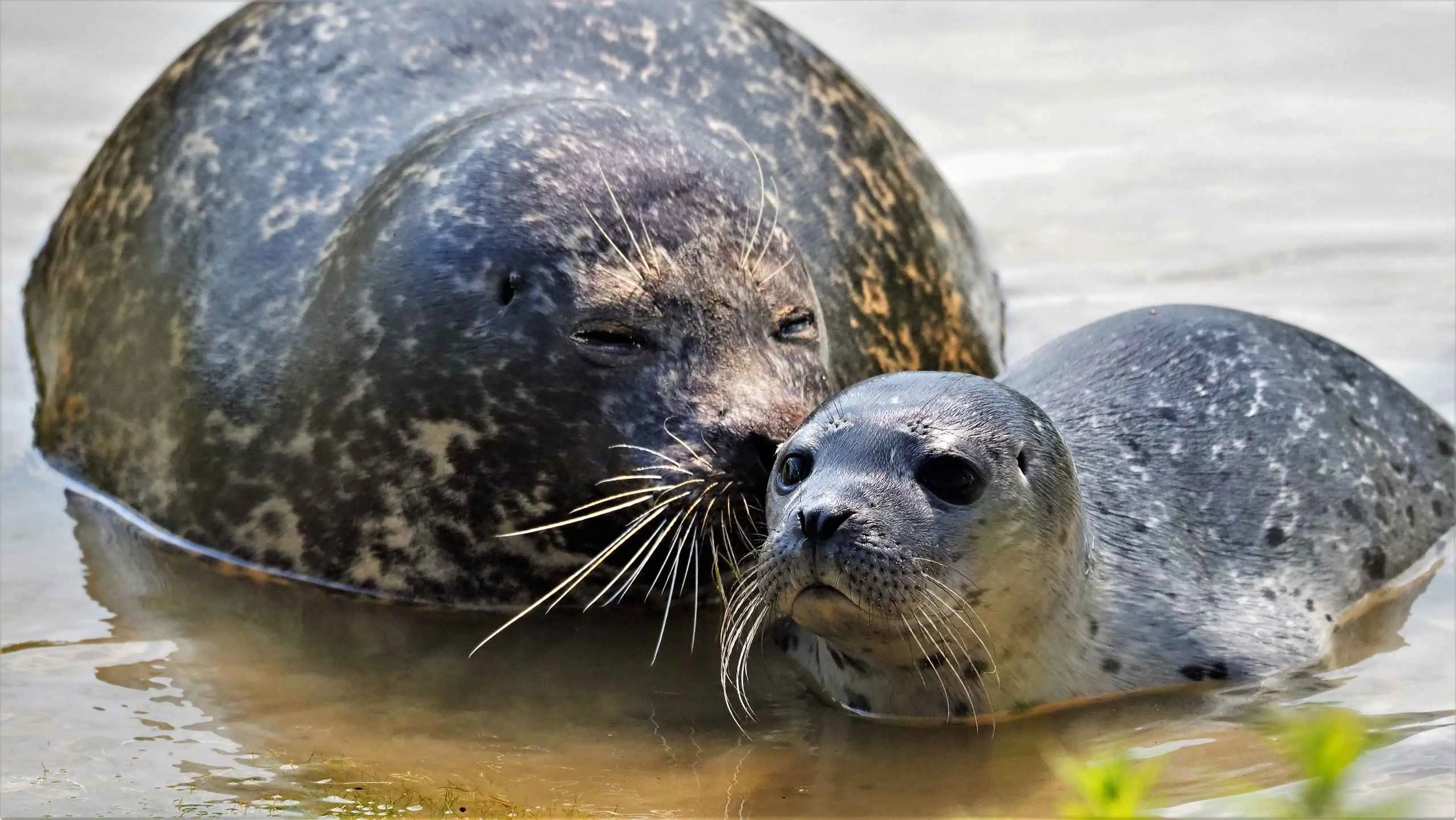 Gewone zeehond met jong in het water in Safaripark Beekse Bergen