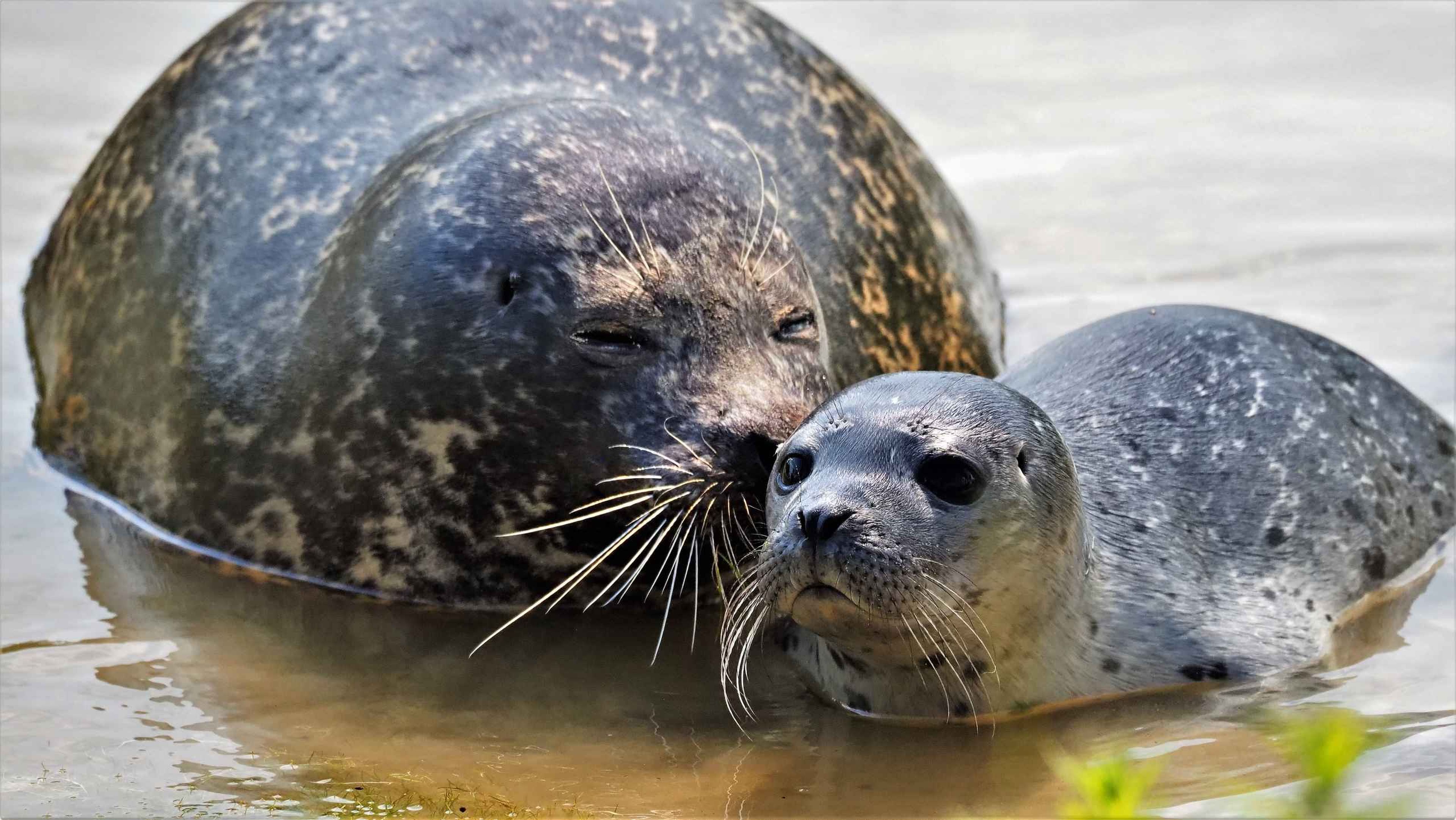 Gewone zeehond met jong in het water in Safaripark Beekse Bergen