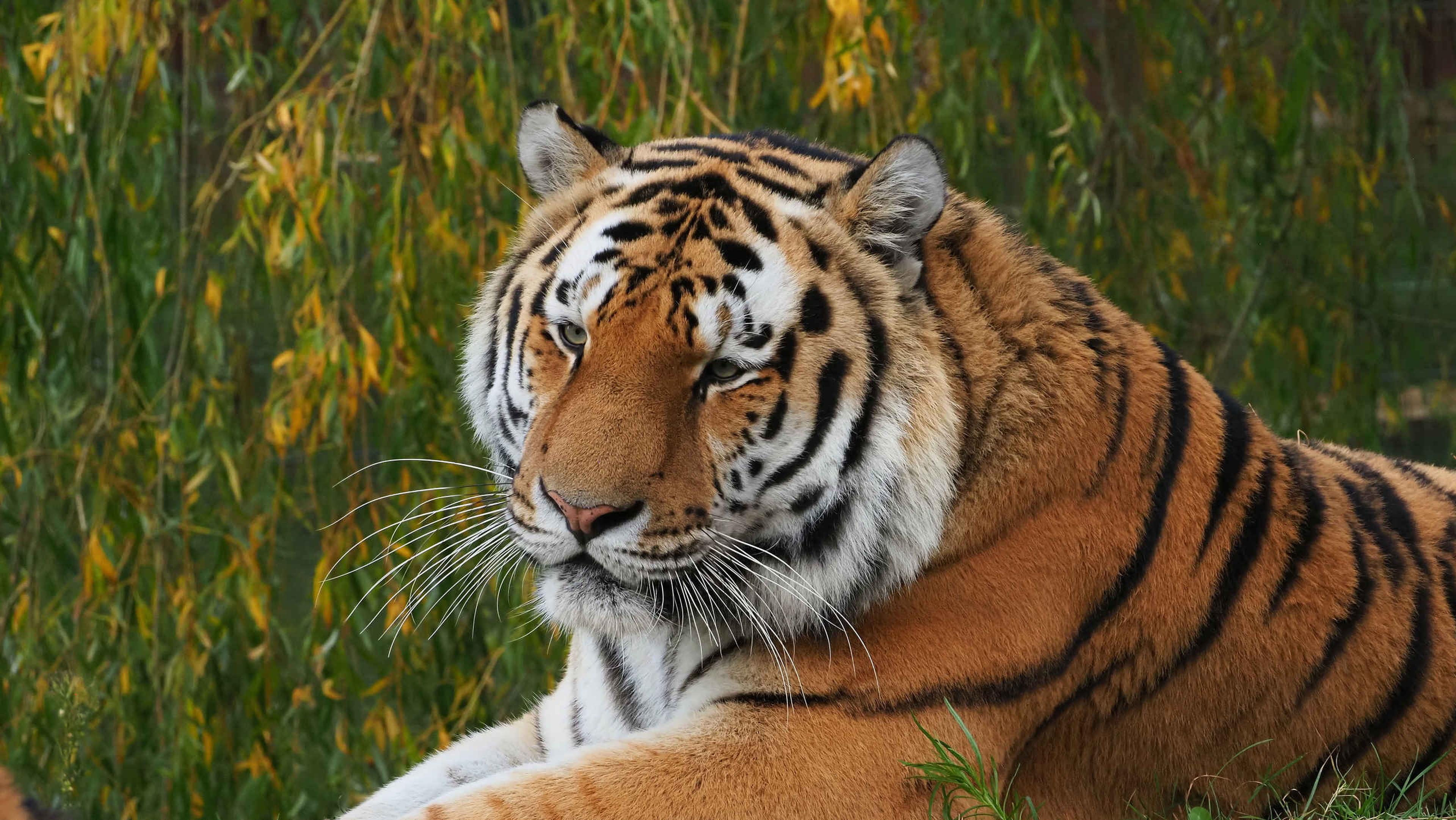 Herfst tijger tussen de bladeren in Safariapark Beekse Bergen