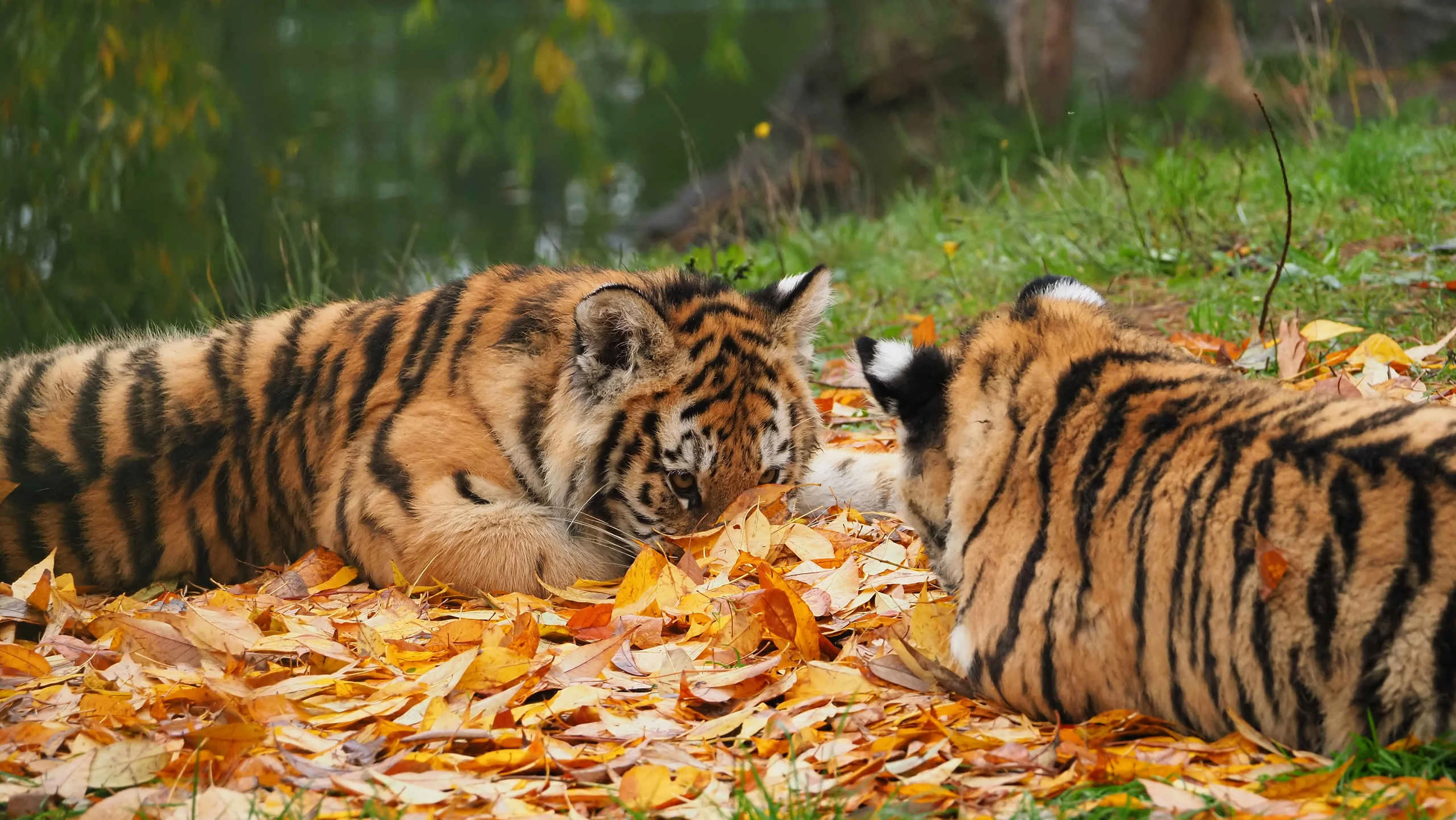 Twee amoertijgers in de bladeren bij Safaripark Beekse Bergen, dit park kan je bezoeken met een dagje uit naar keuze van Vakantiepark Dierenbos.
