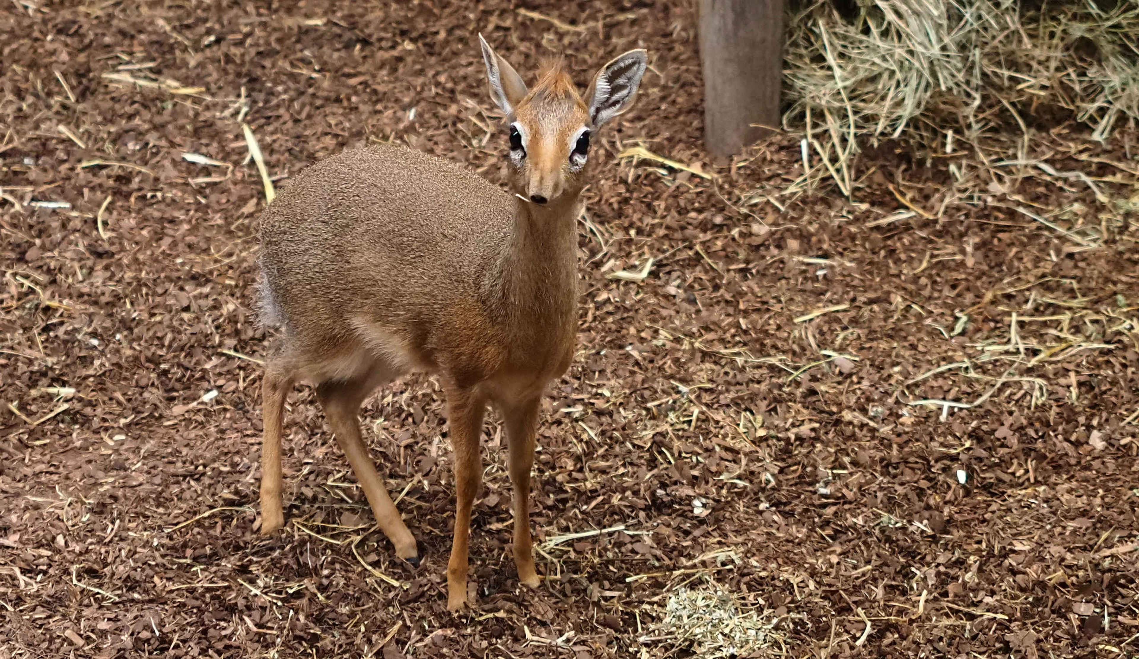 Kirk's dik-dik in binnenverblijf in Safaripark Beekse Bergen