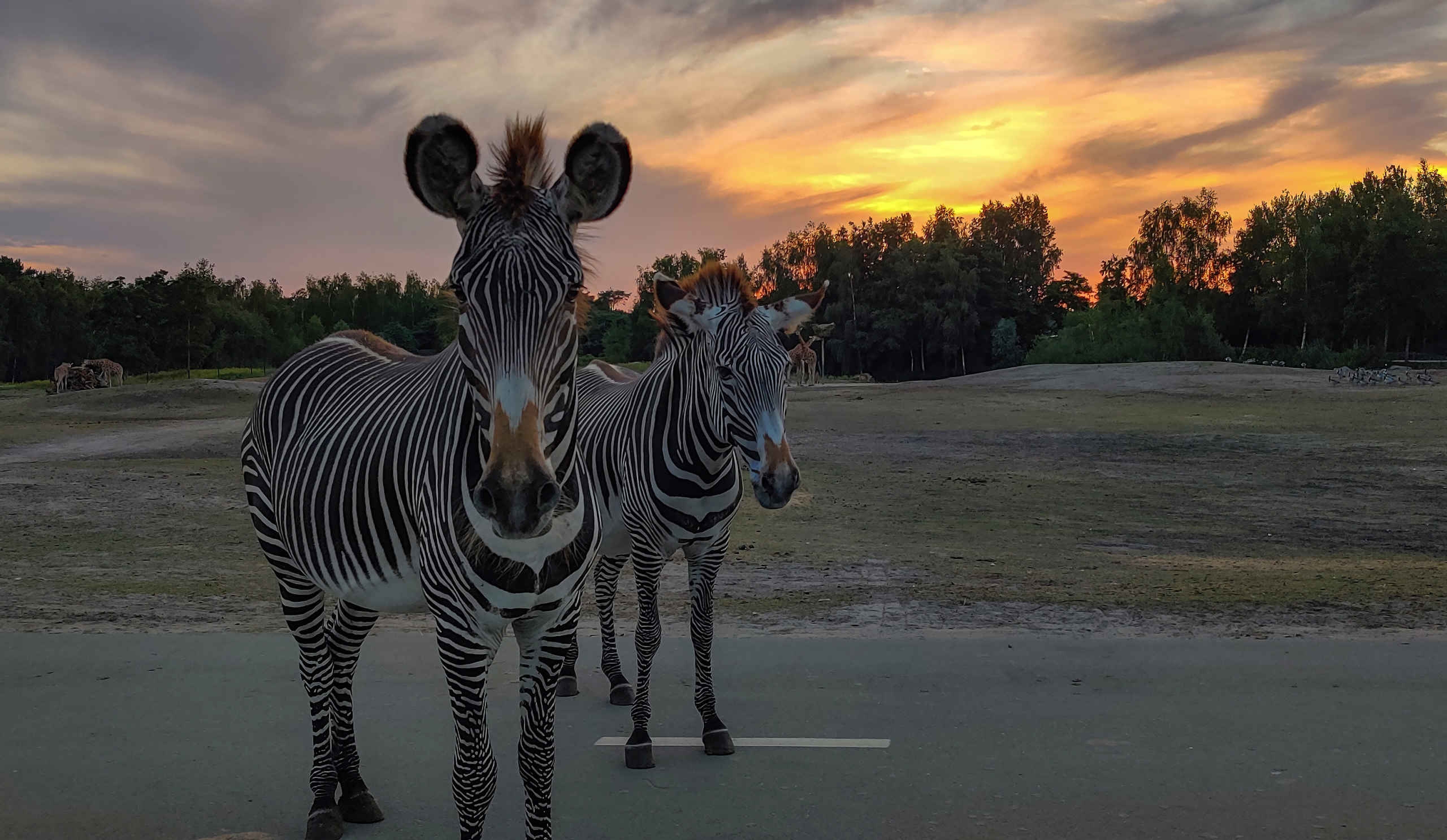 Met zonsondergang de grant zebra's bij de autosafari Safaripark Beekse Bergen