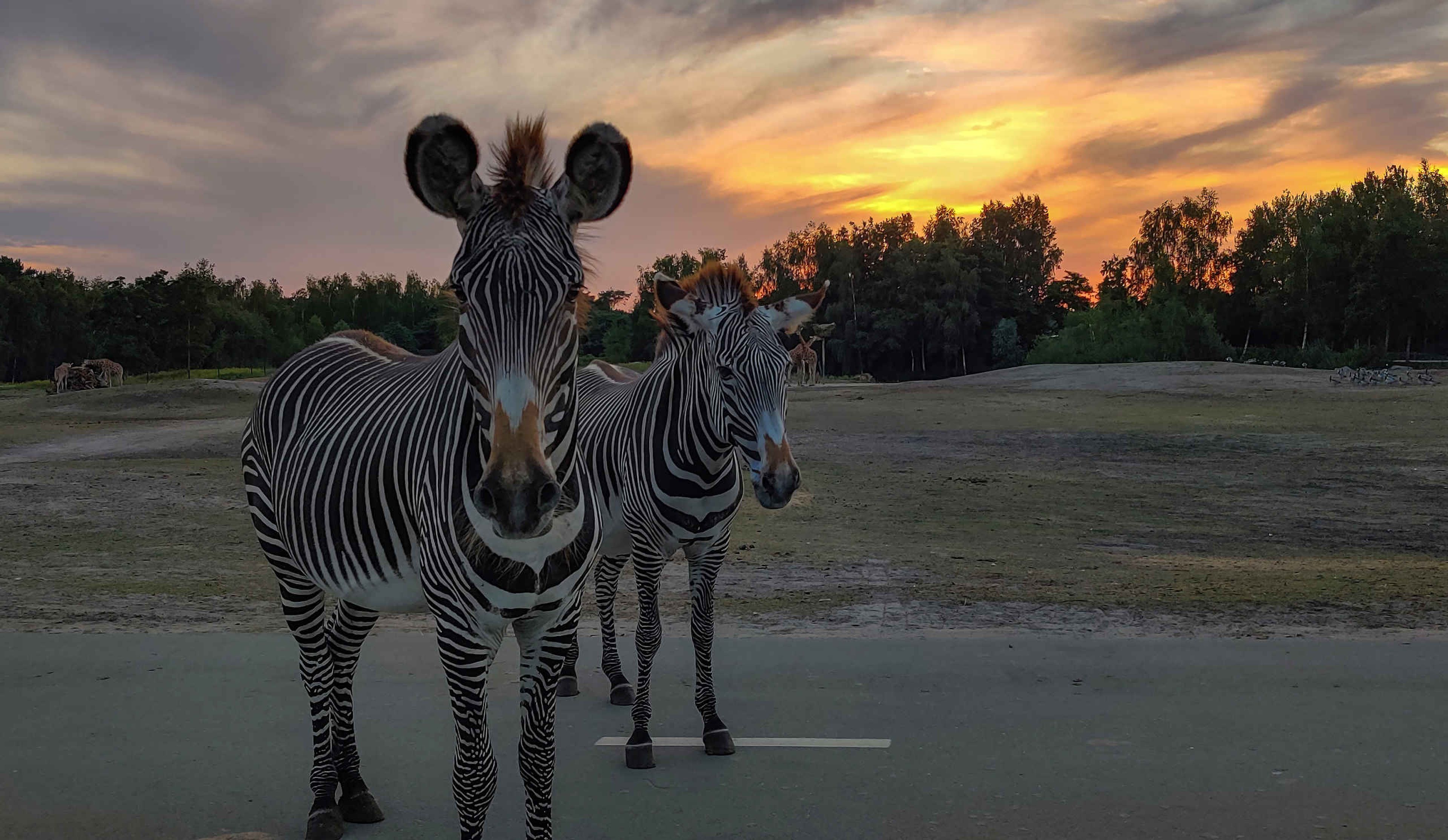 Met zonsondergang de grant zebra's bij de autosafari Safaripark Beekse Bergen