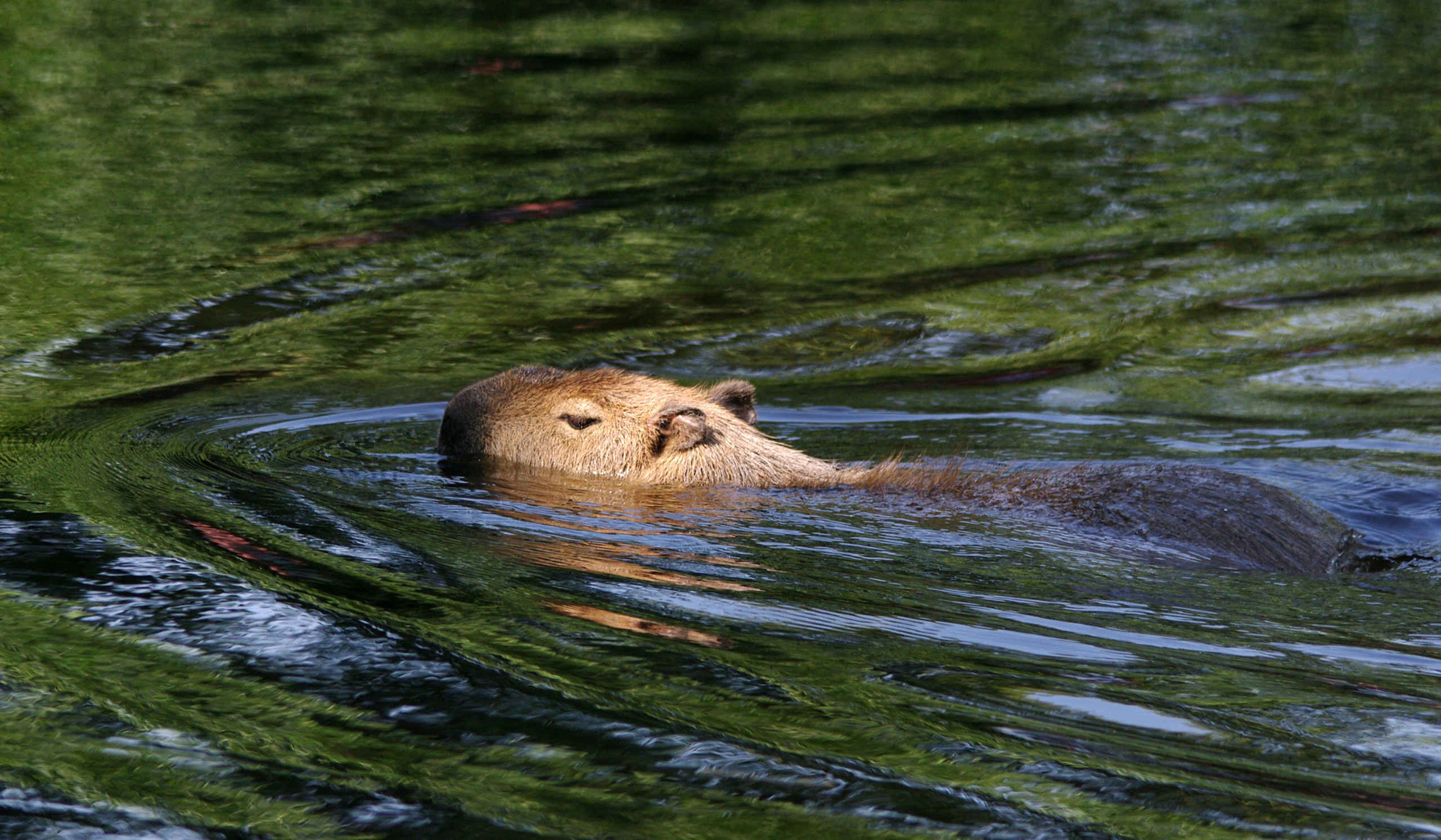 Capibara zwemmend in het water in AquaZoo Leeuwarden