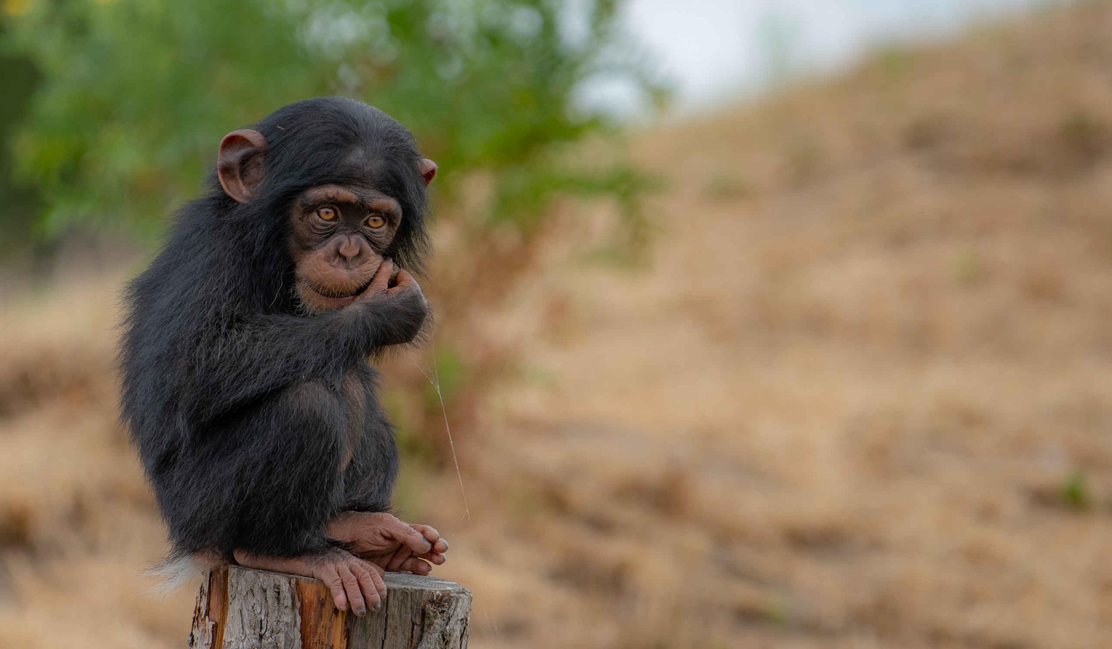 Een jonge West-Afrikaanse chimpansee zit op een paal bij Eindhoven Zoo.