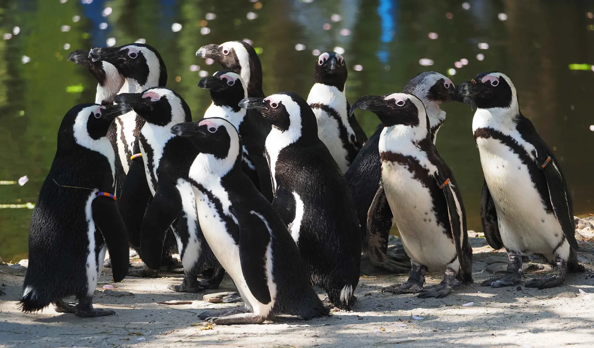 Een groep Afrikaanse pinguins in de zomer op boulders beach in ZooParc Overloon