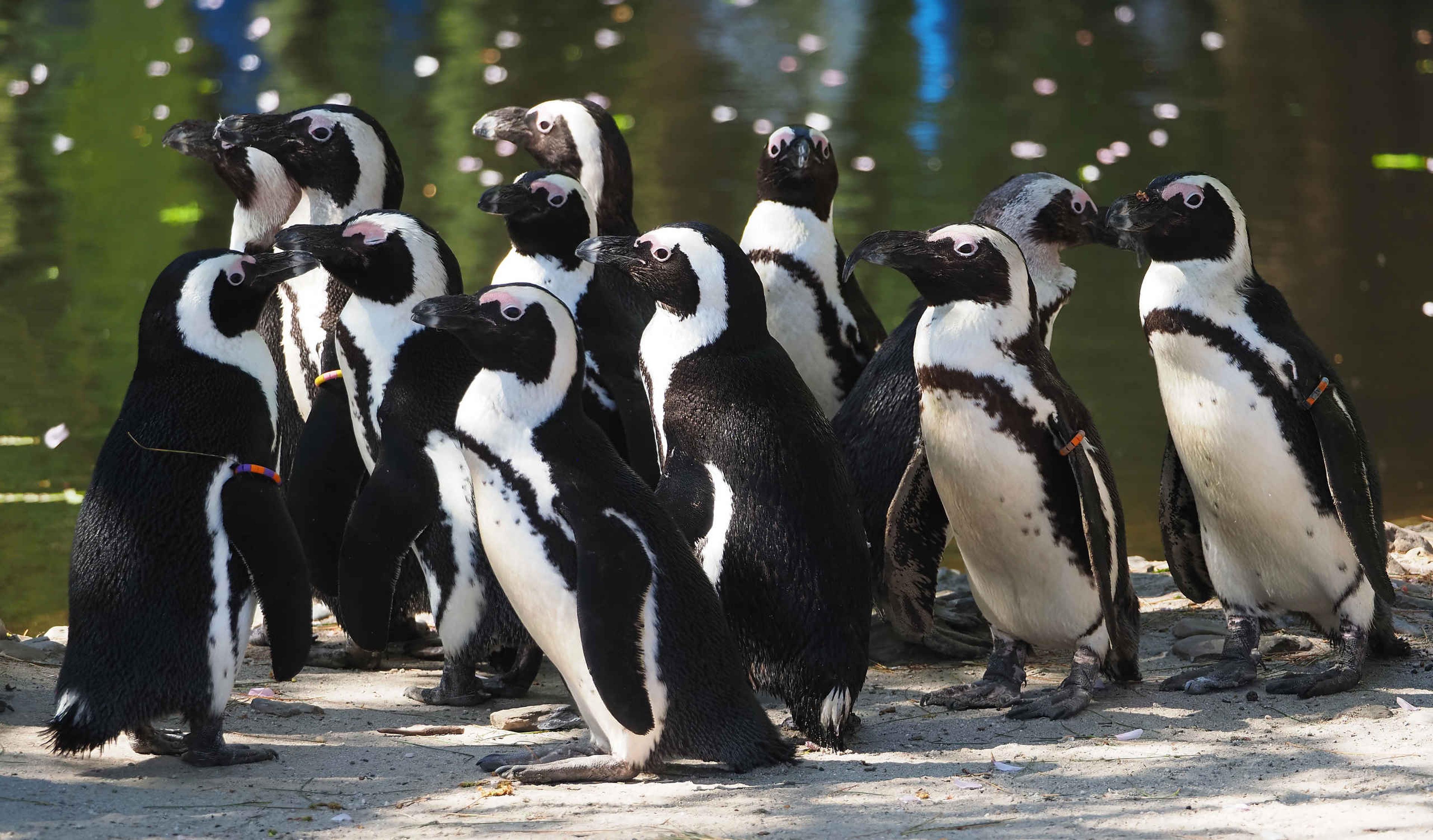 Een groep Afrikaanse pinguins in de zomer op boulders beach in ZooParc Overloon