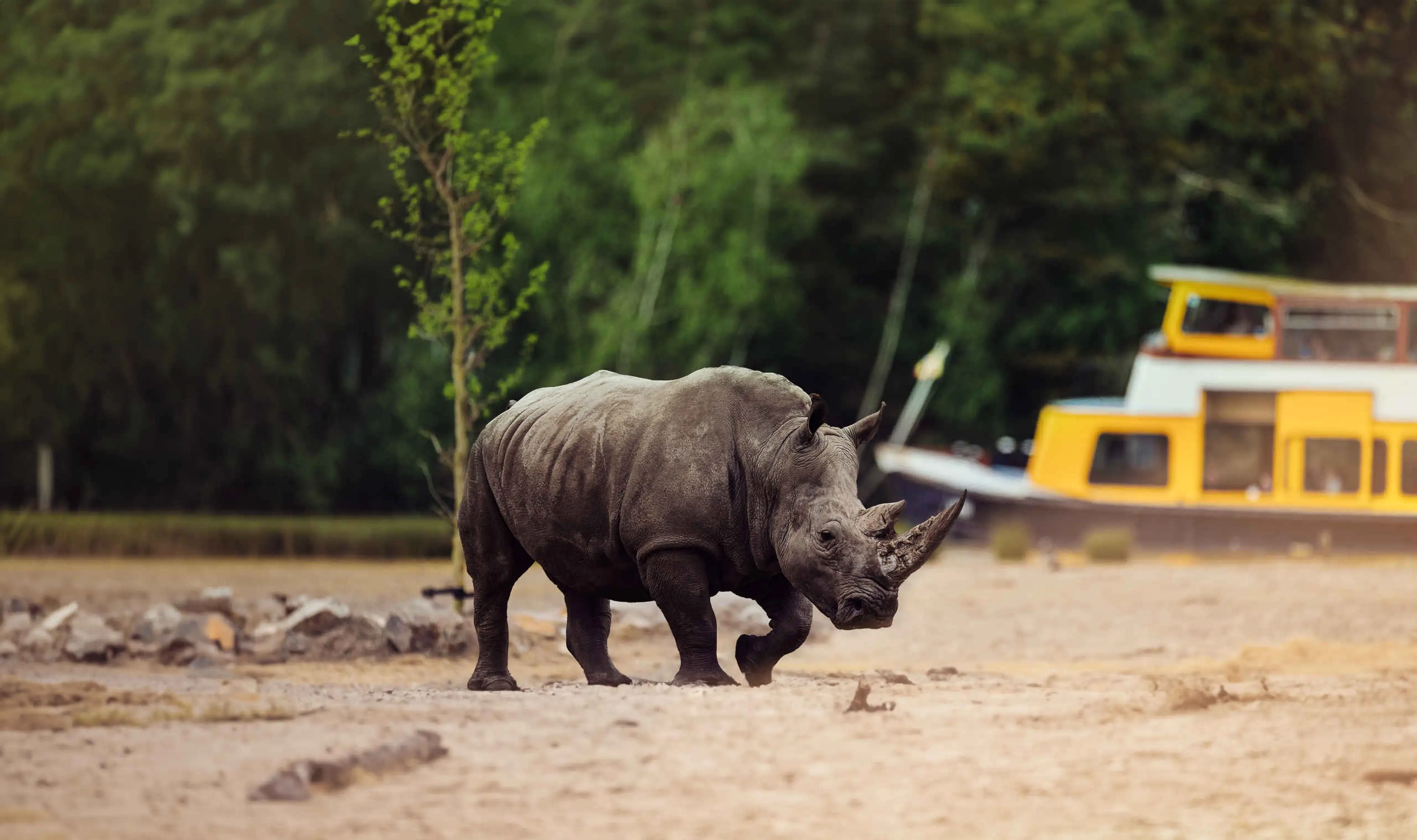 Neushoorn savanne bootsafari in Safaripark Beekse Bergen