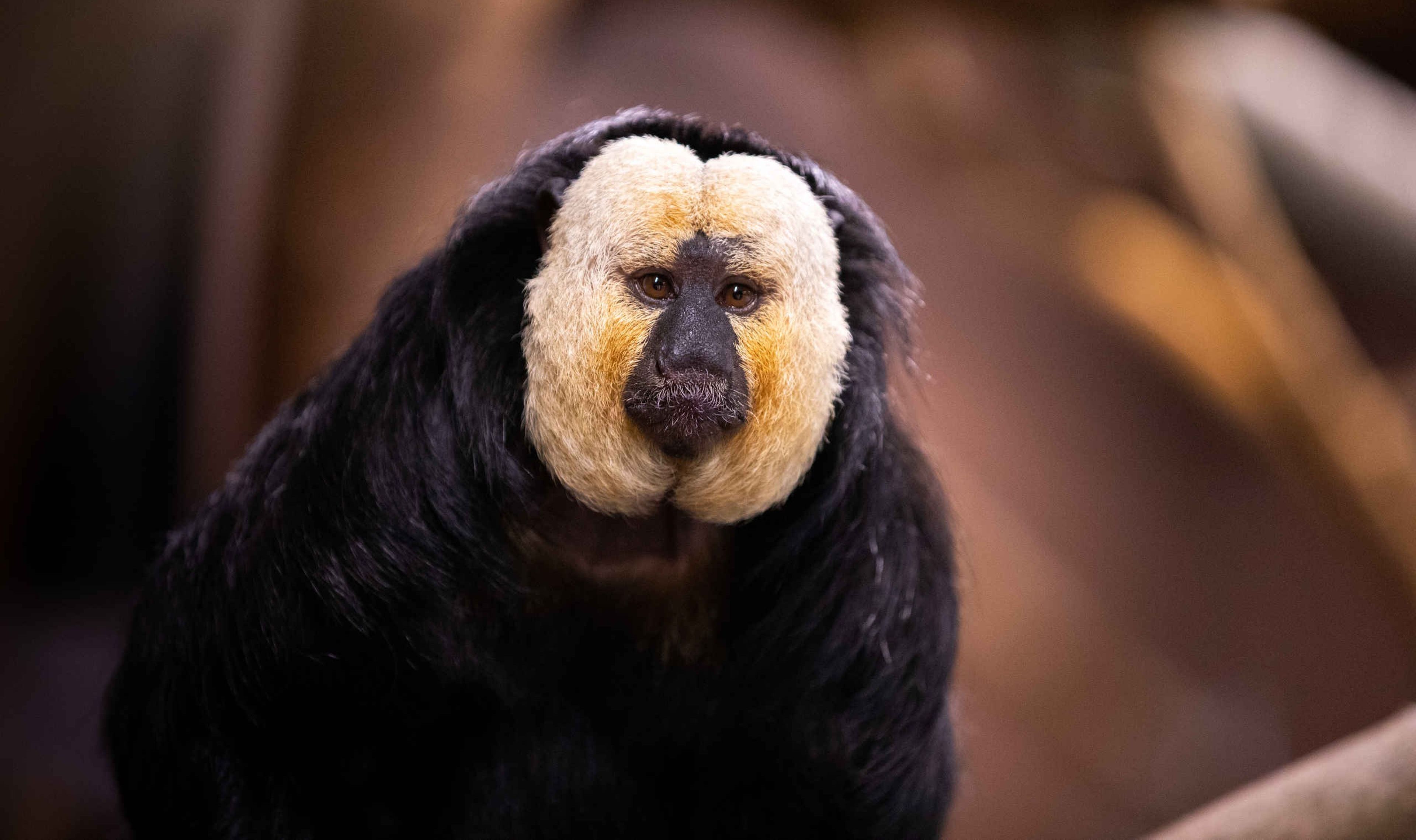 Een close-up van een witgezichtsaki bij AquaZoo Leeuwarden.