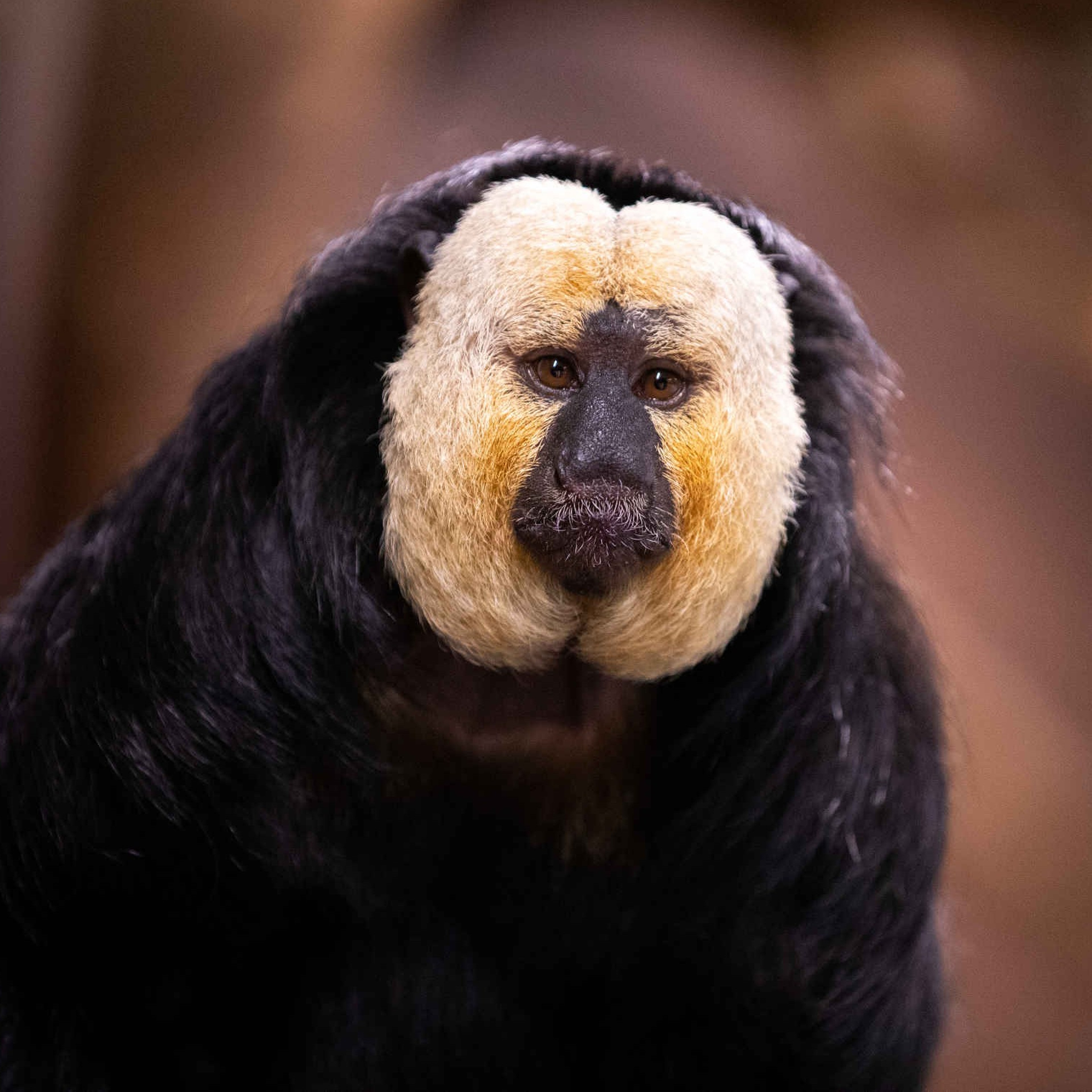 Een close-up van een witgezichtsaki bij AquaZoo Leeuwarden.