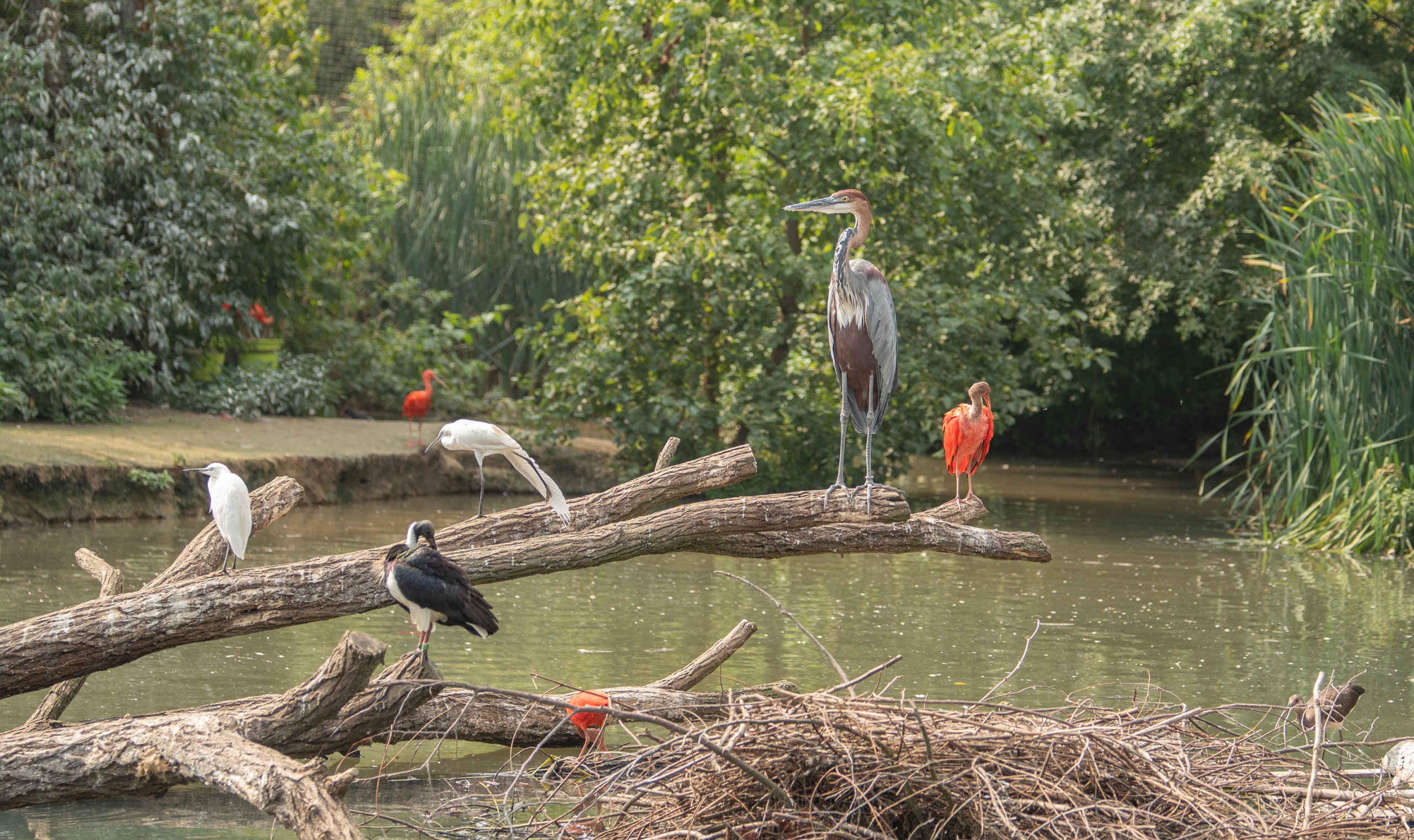 De rode ibis, goliathreiger en kleine zilverreiger in de volière bij Eindhoven Zoo.