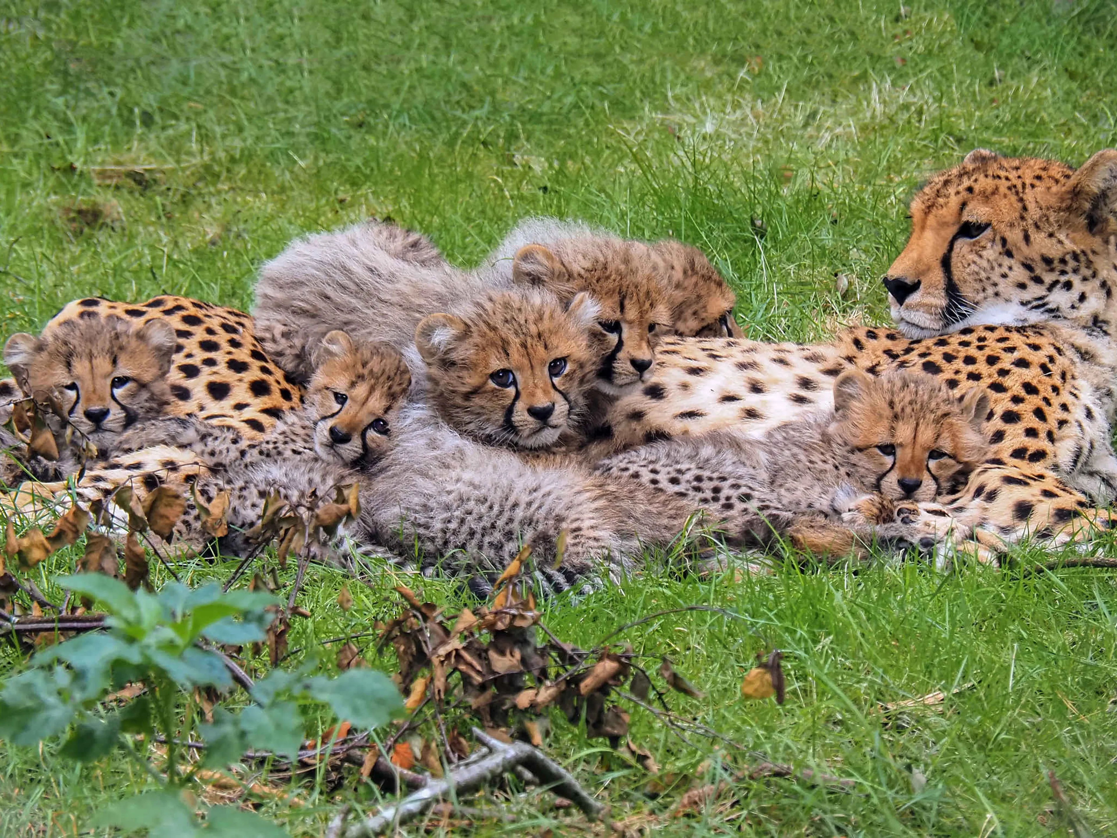 Cheeta met welpjes in Safaripark Beekse Bergen