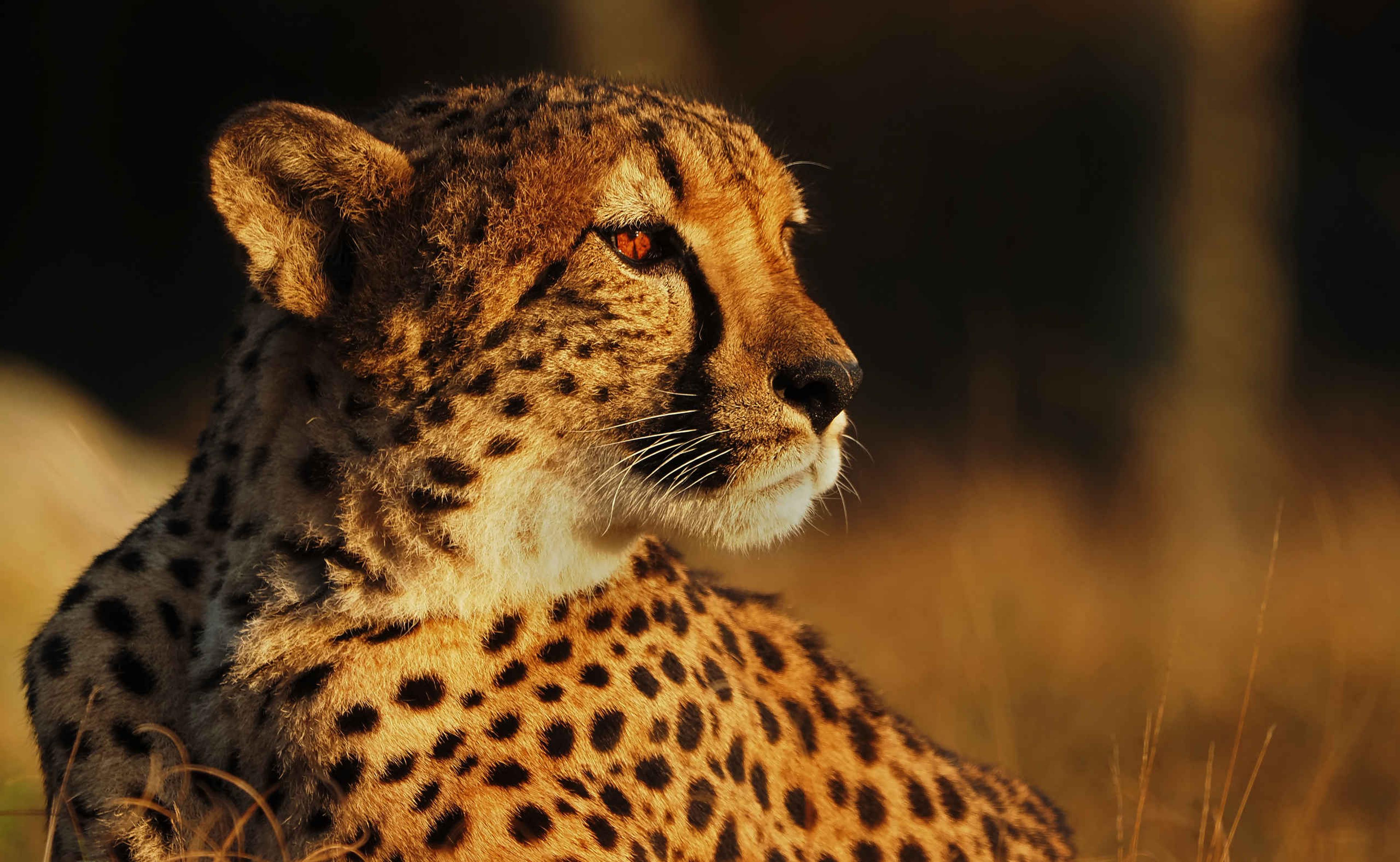 Jachtluipaard of cheeta tijdens zonsondergang een close-up Safaripark Beekse Bergen