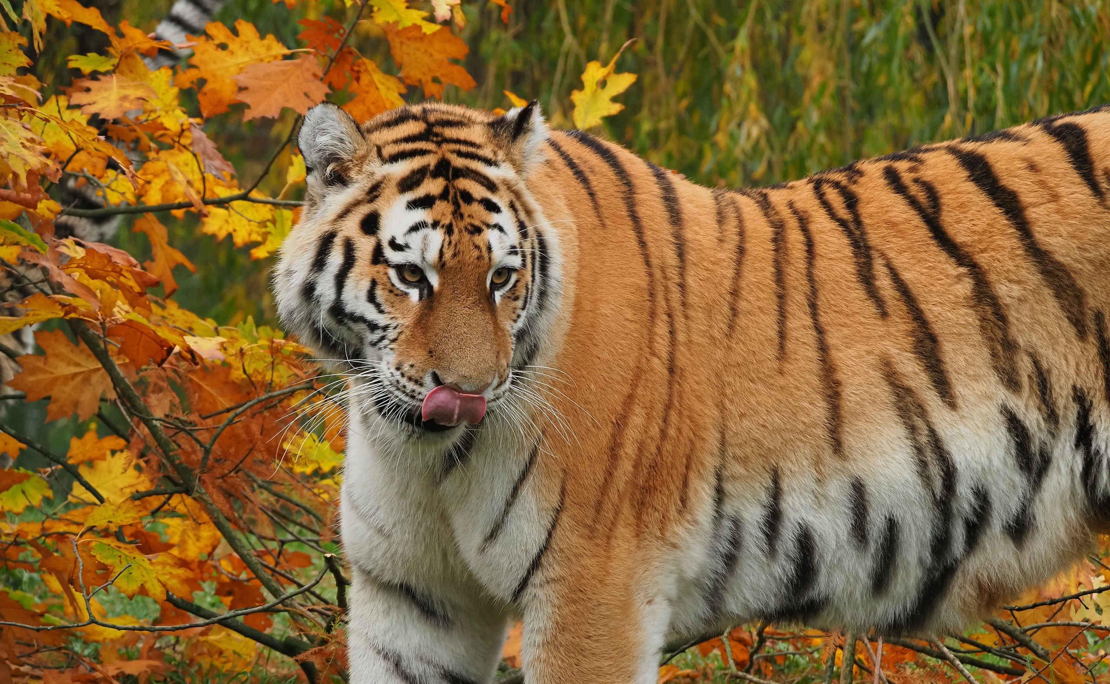 Tijger in de herfst tussen de bladeren aan het spelen in Safaripark Beekse Bergen