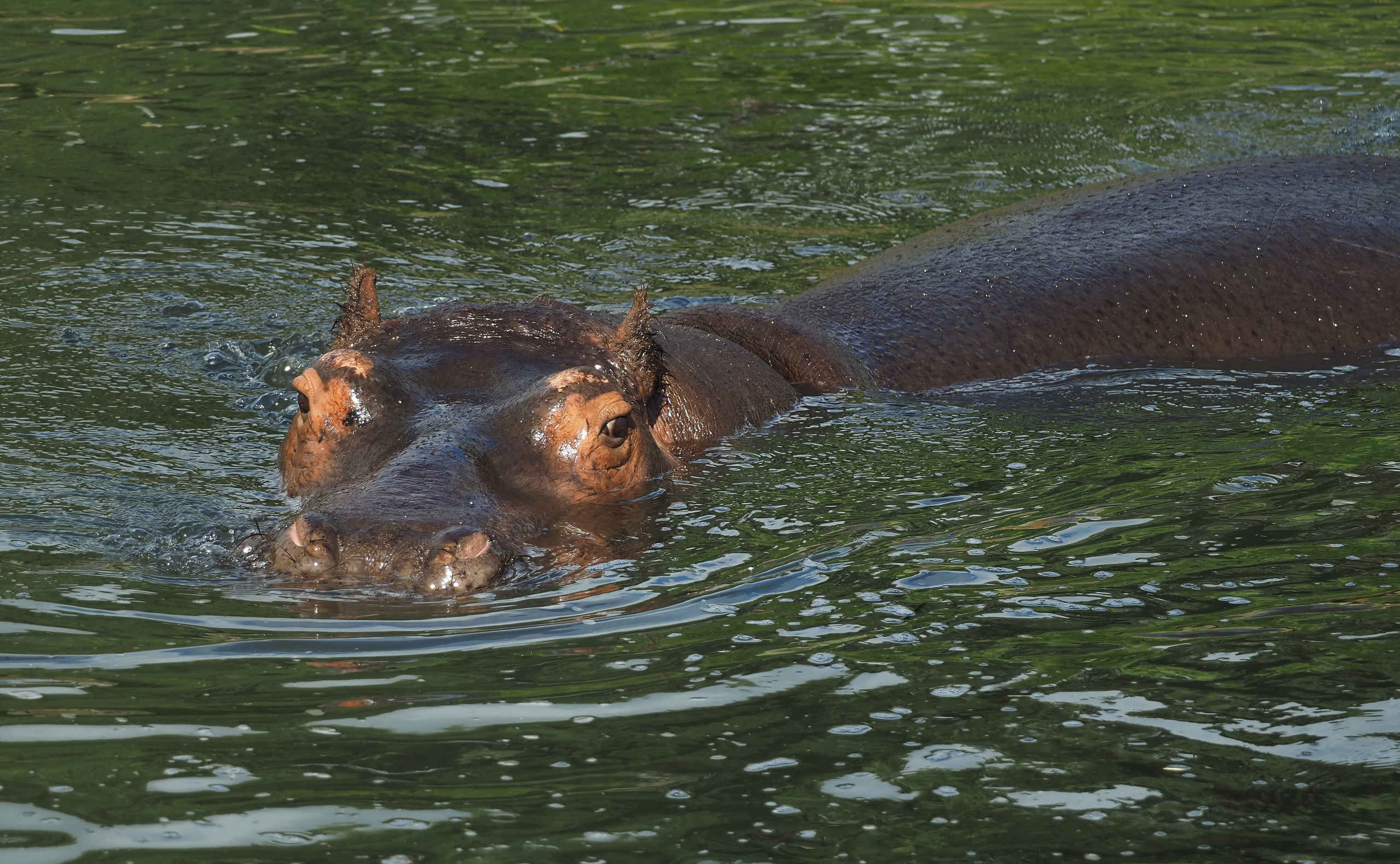 Nijlpaard aan het zwemmen in het water close-up Safaripark Beekse Bergen