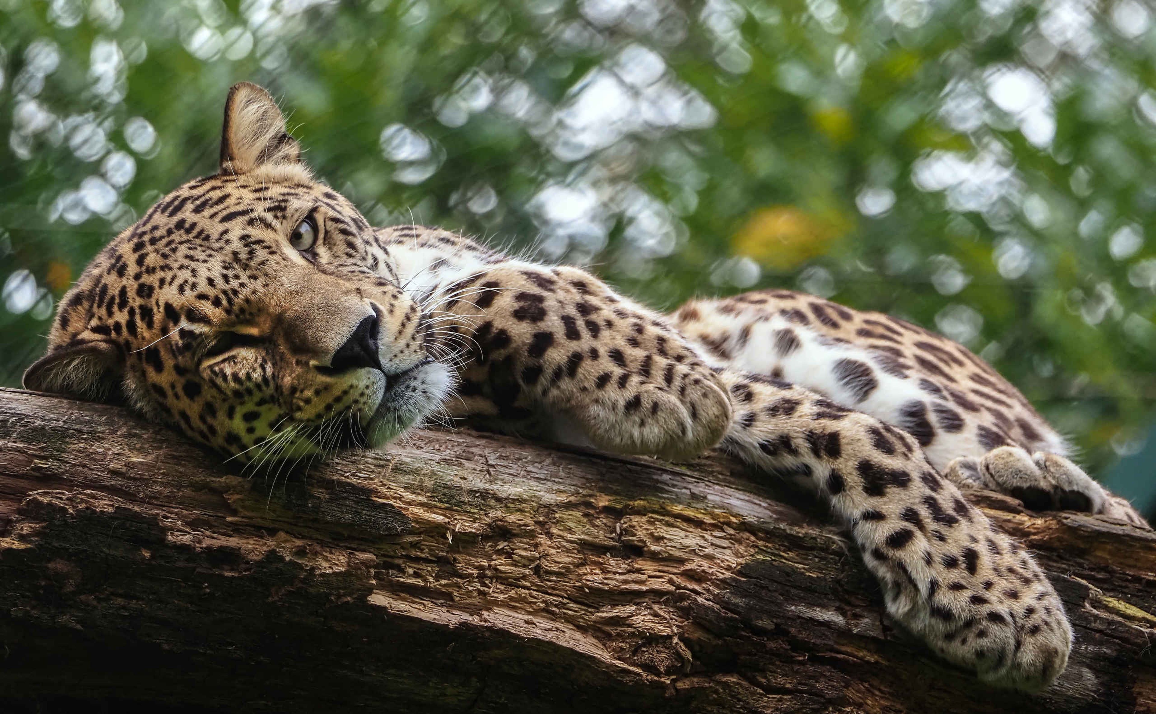 Luipaard panter liggend in een boom in Safaripark Beekse Bergen