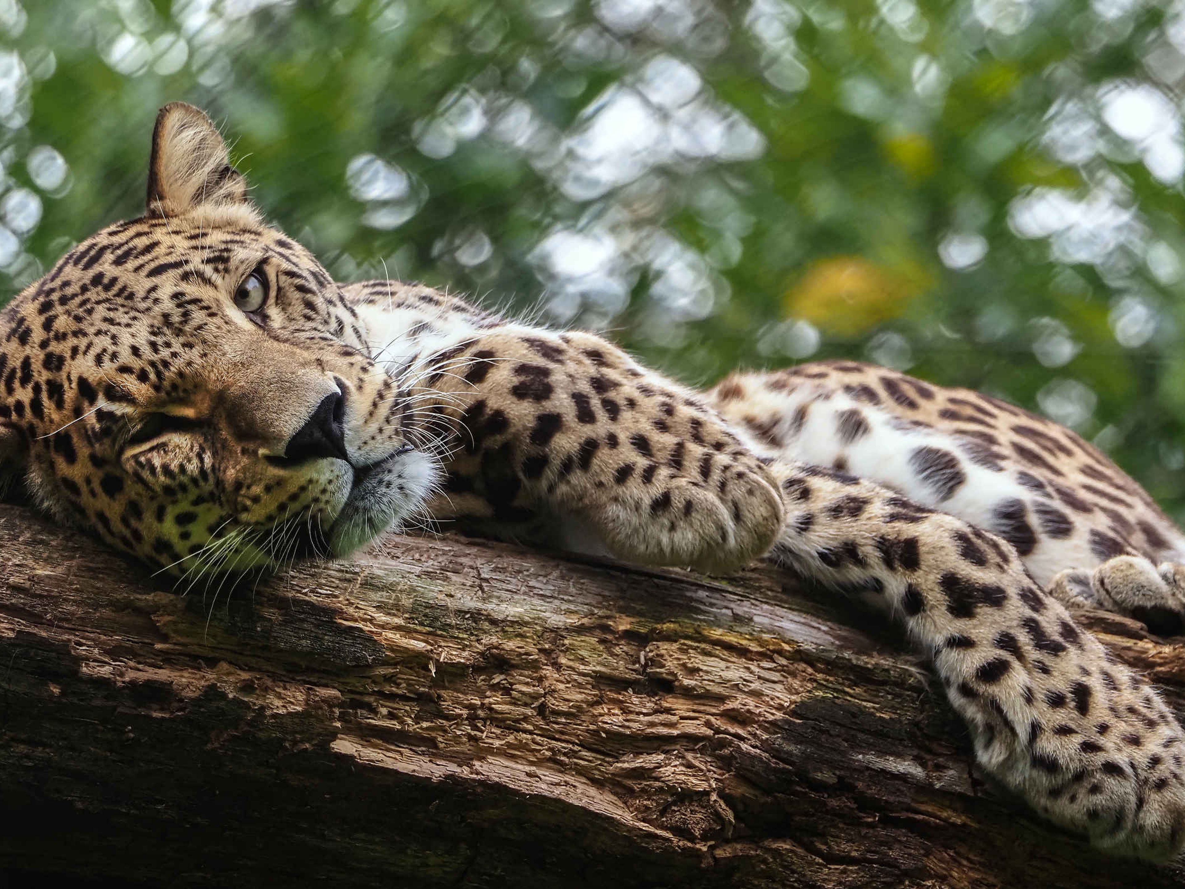 Luipaard panter liggend in een boom in Safaripark Beekse Bergen