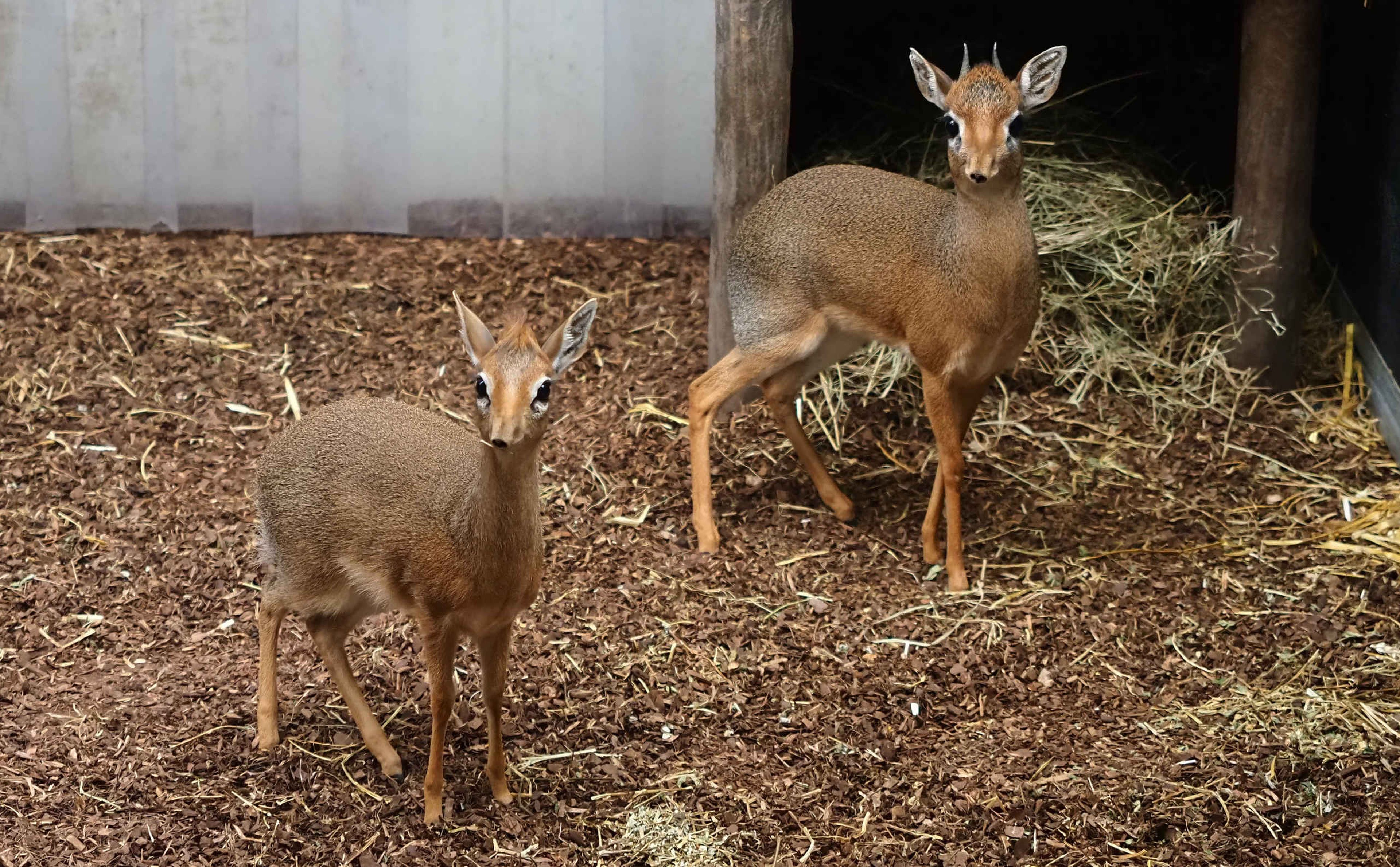 Twee kirk's dik-dik in binnenverblijf in Safaripark Beekse Bergen