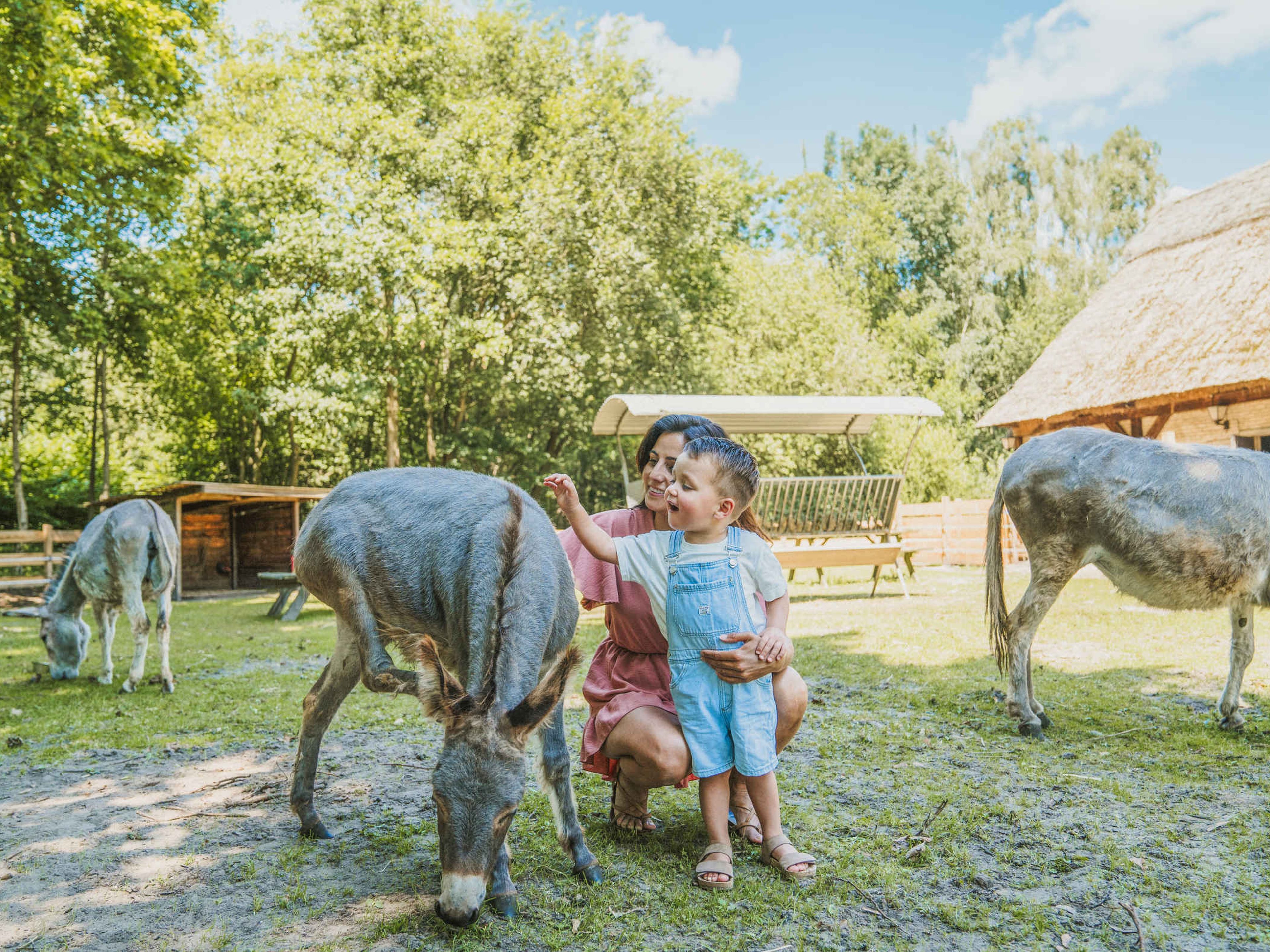 Een moeder en zoon aaien een ezel op de kinderboerderij bij Vakantiepark Dierenbos
