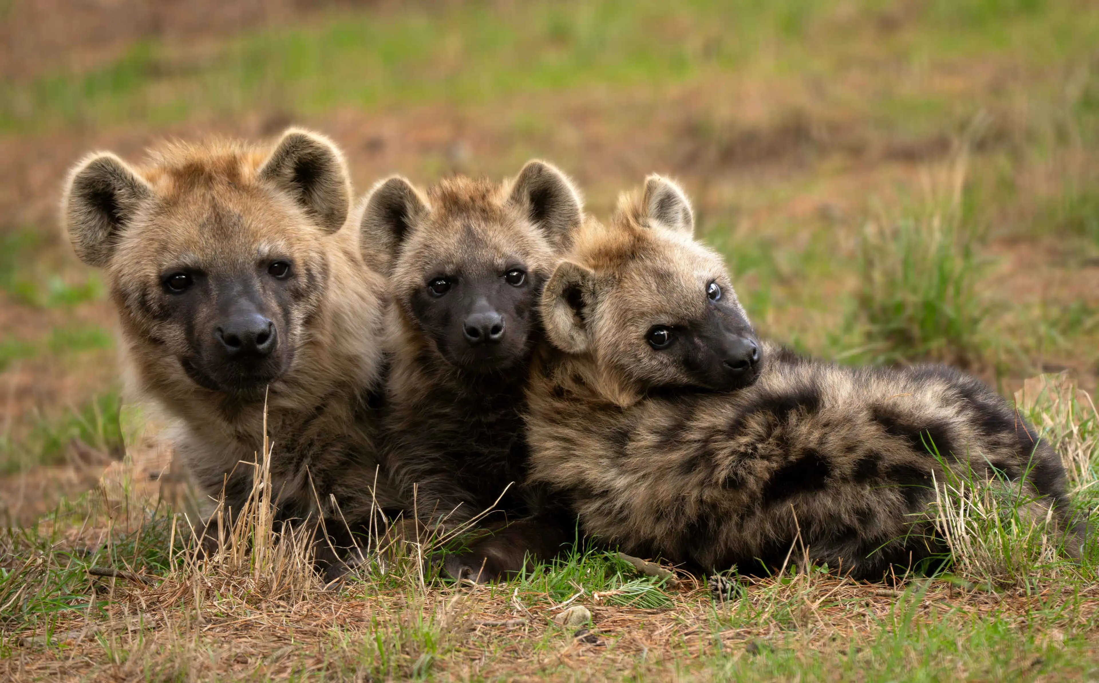 Herfst hyena's buiten in Safaripark Beekse Bergen