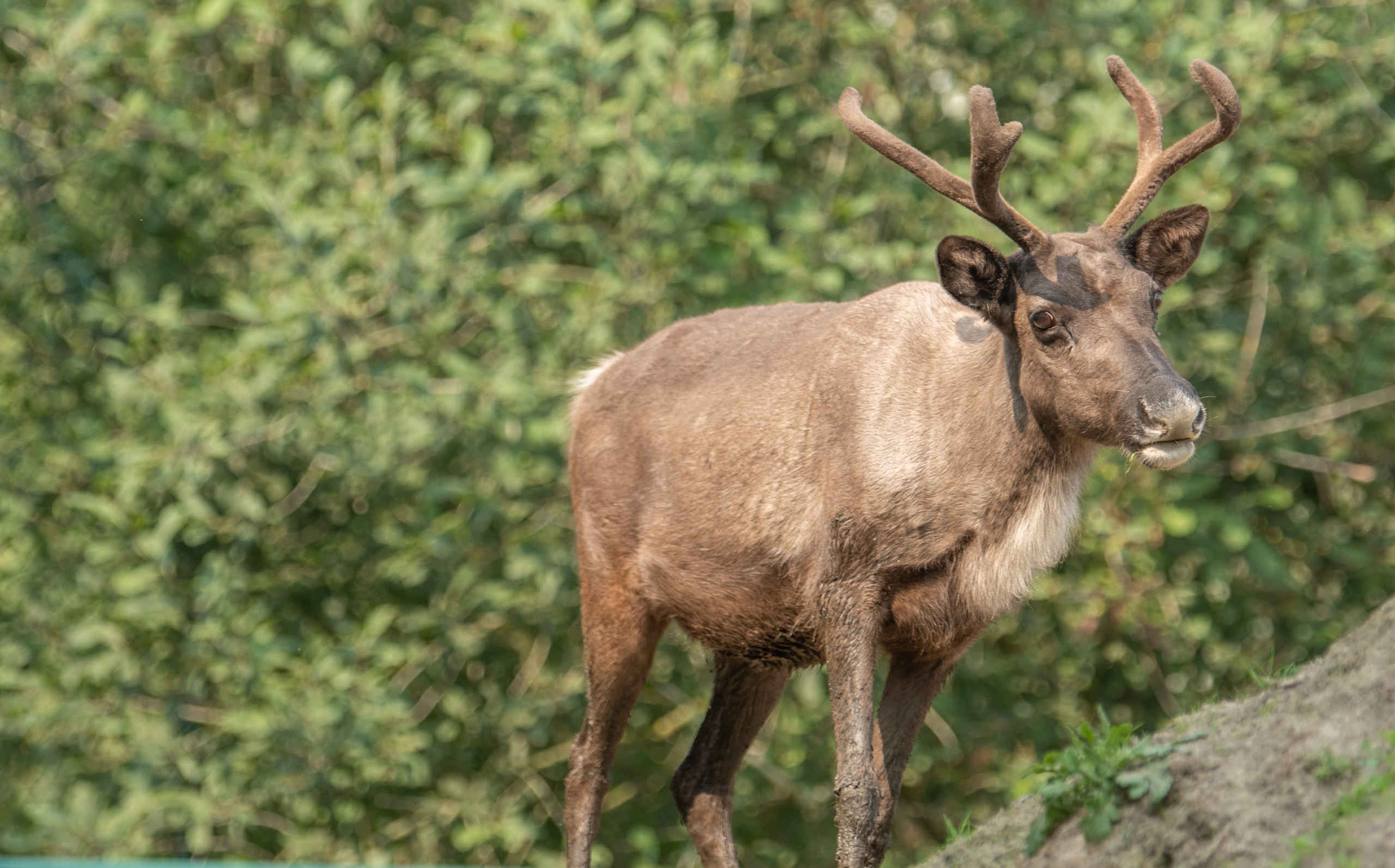 Een rendier in de zon bij Eindhoven Zoo.