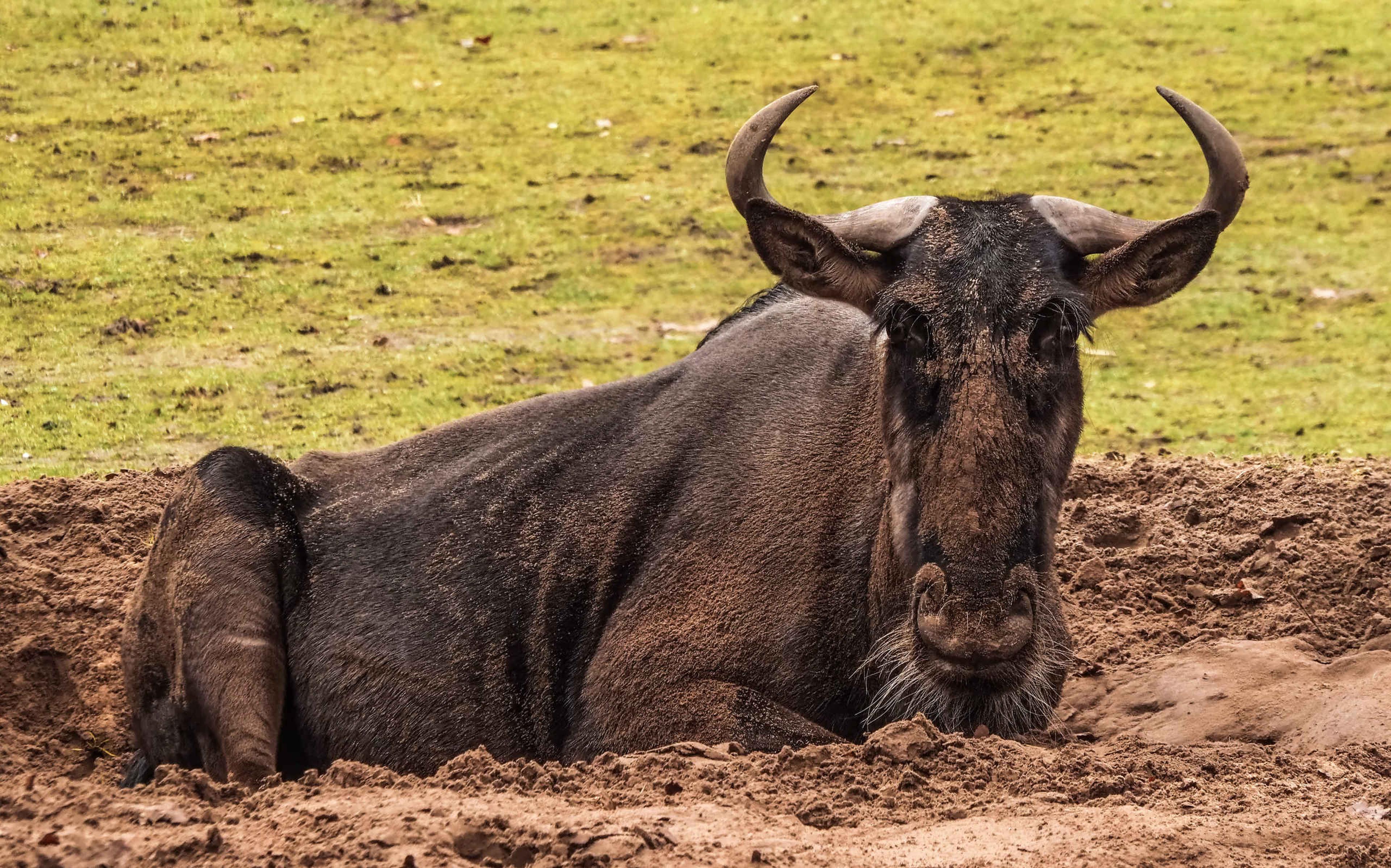 Blauwe gnoe liggend bij Safaripark Beekse Bergen