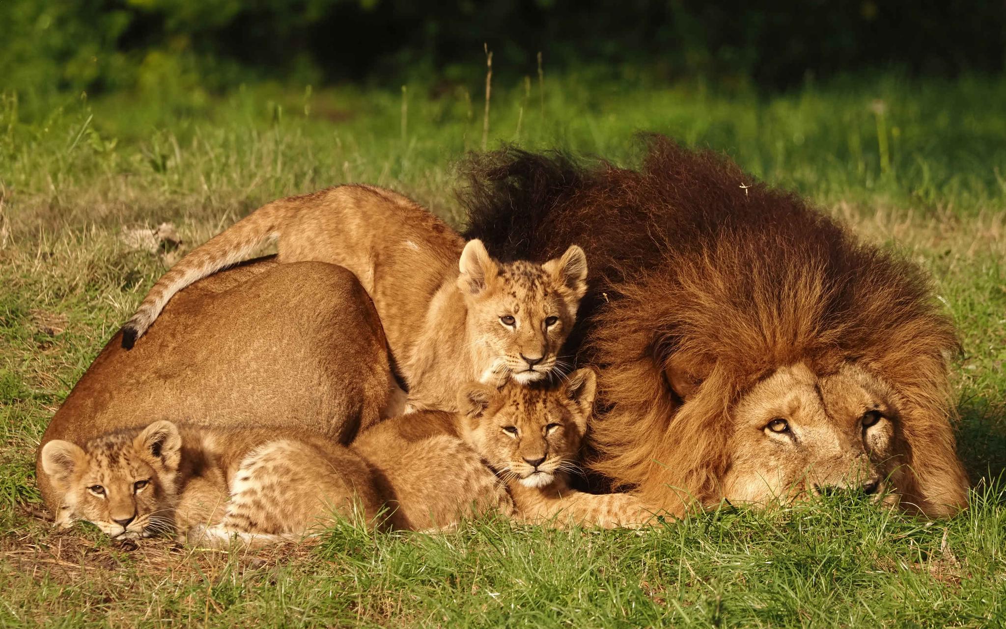 Leeuw met welpen ligt in het gras in Safaripark Beekse Bergen