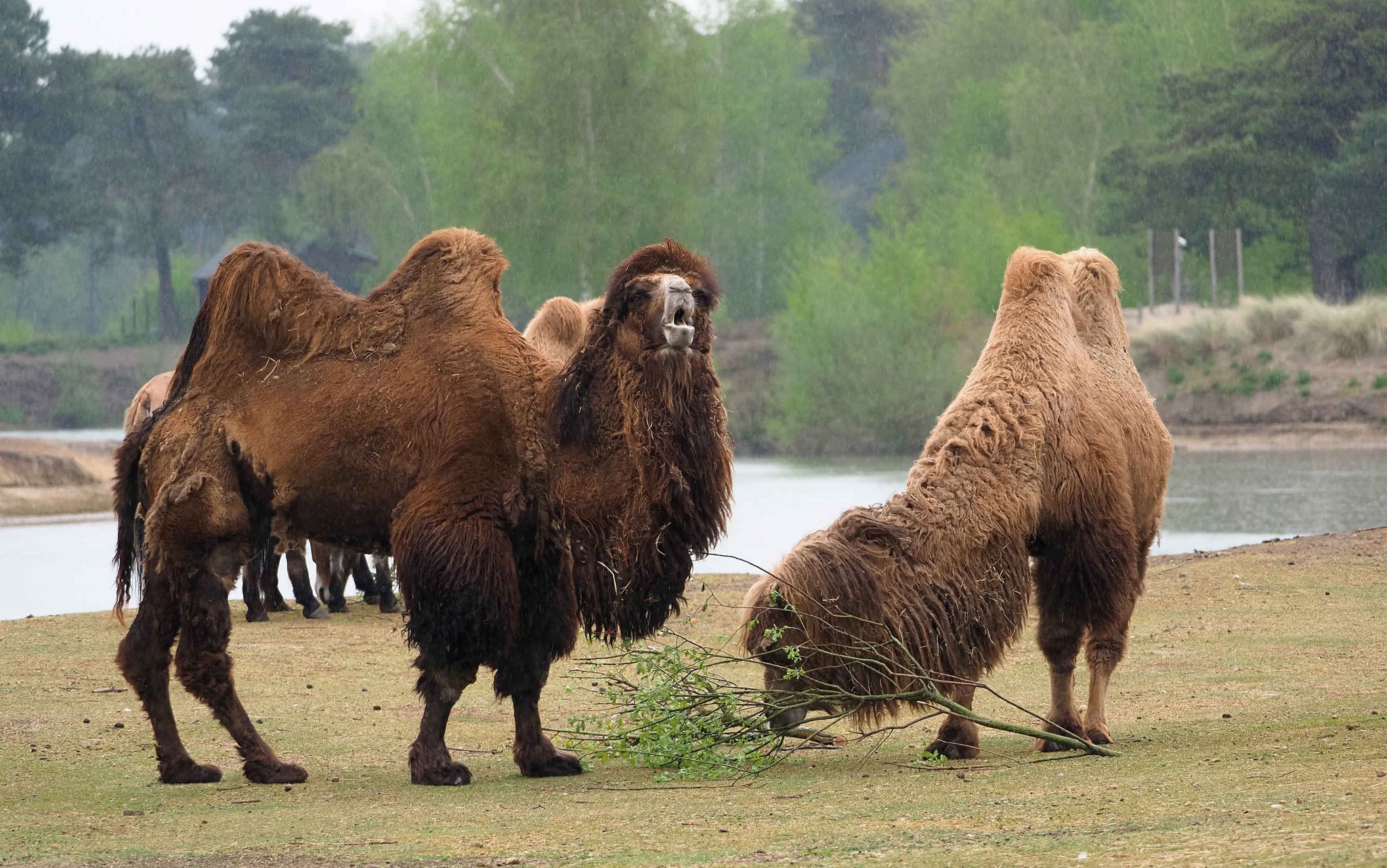Kameel staat etend op de savanne in Safaripark Beekse Bergen