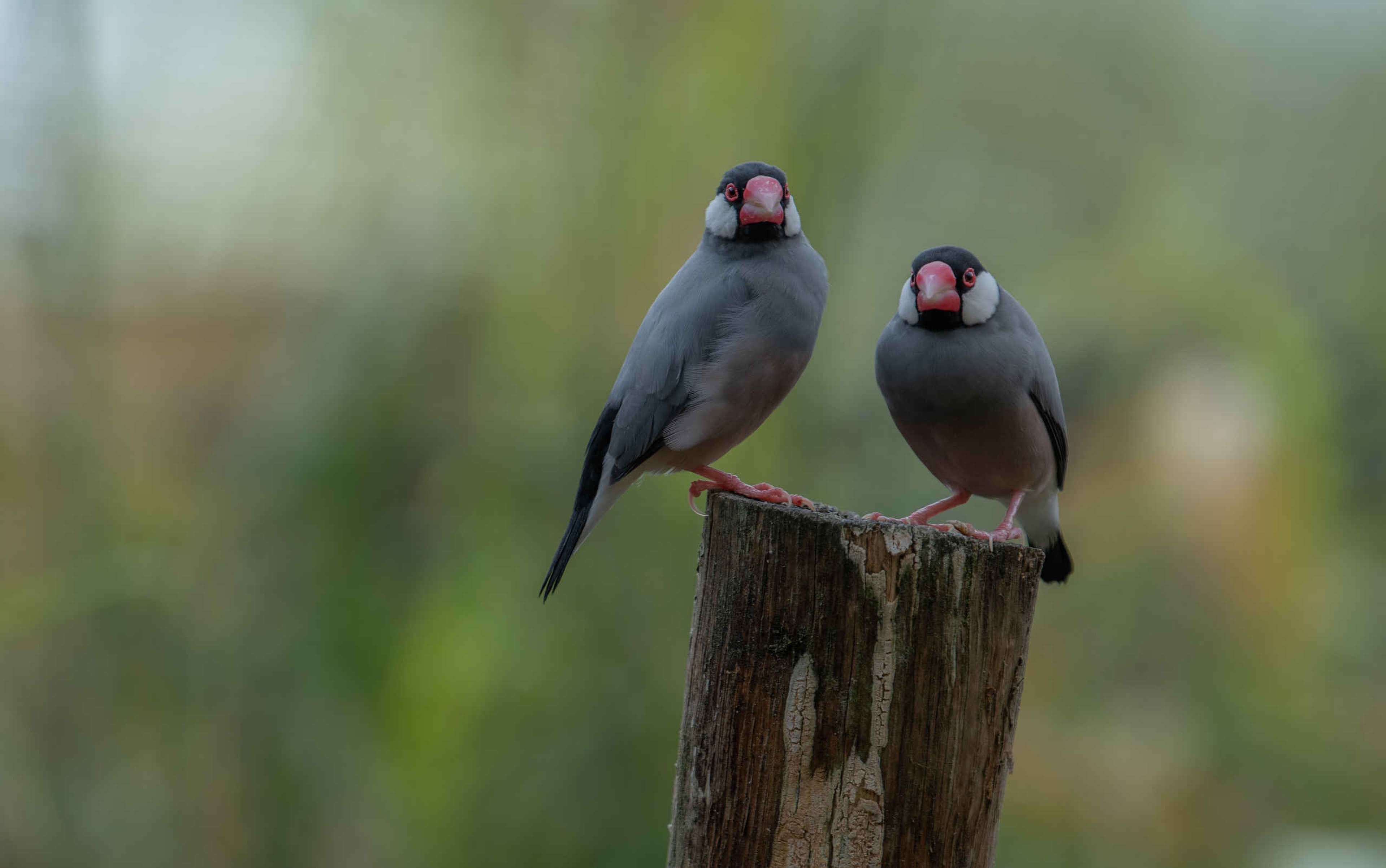 Twee rijstvogels zitten op een boomstam bij Eindhoven Zoo.