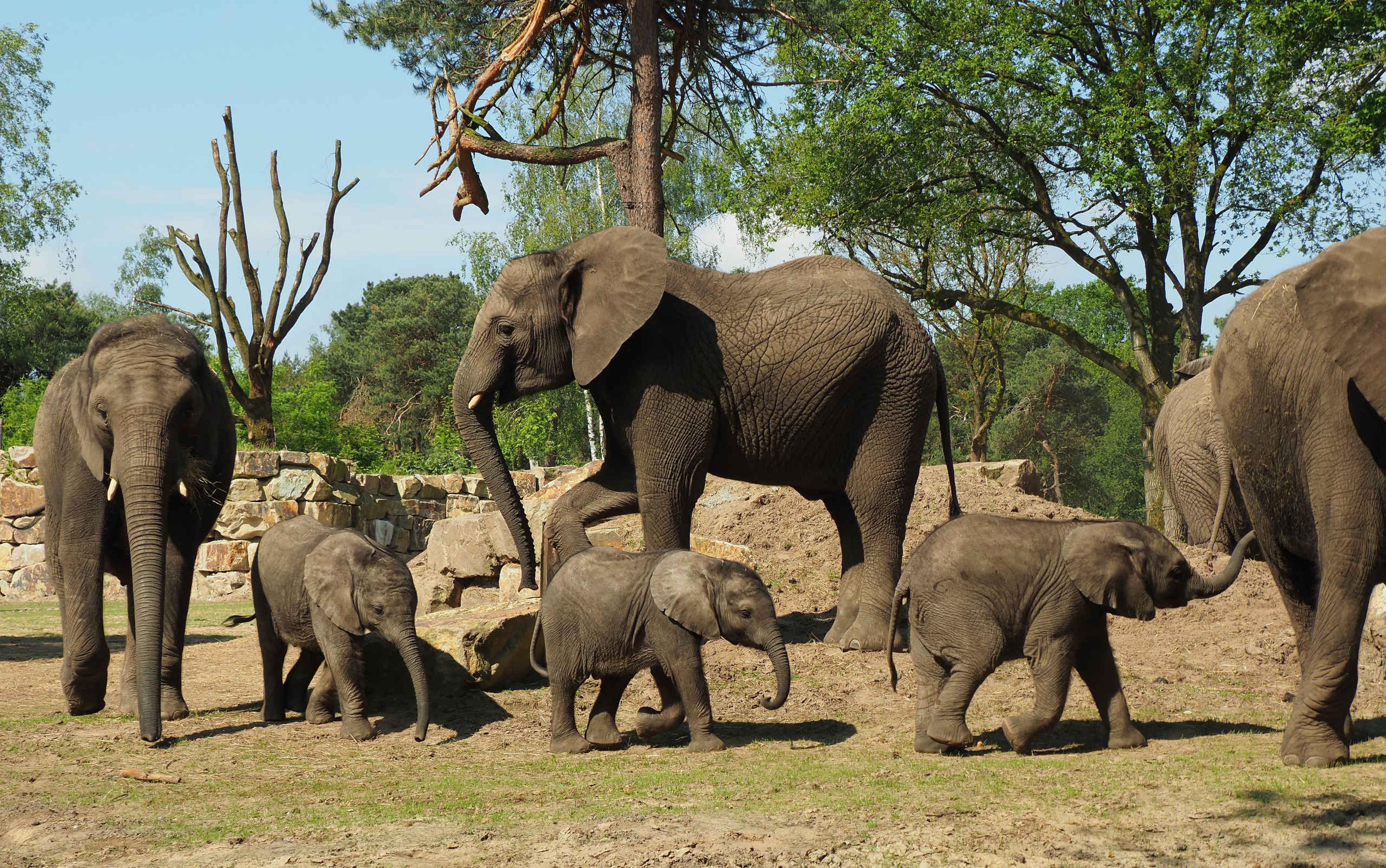 Een groep Afrikaanse olifanten met jongen bij Safaripark Beekse Bergen.