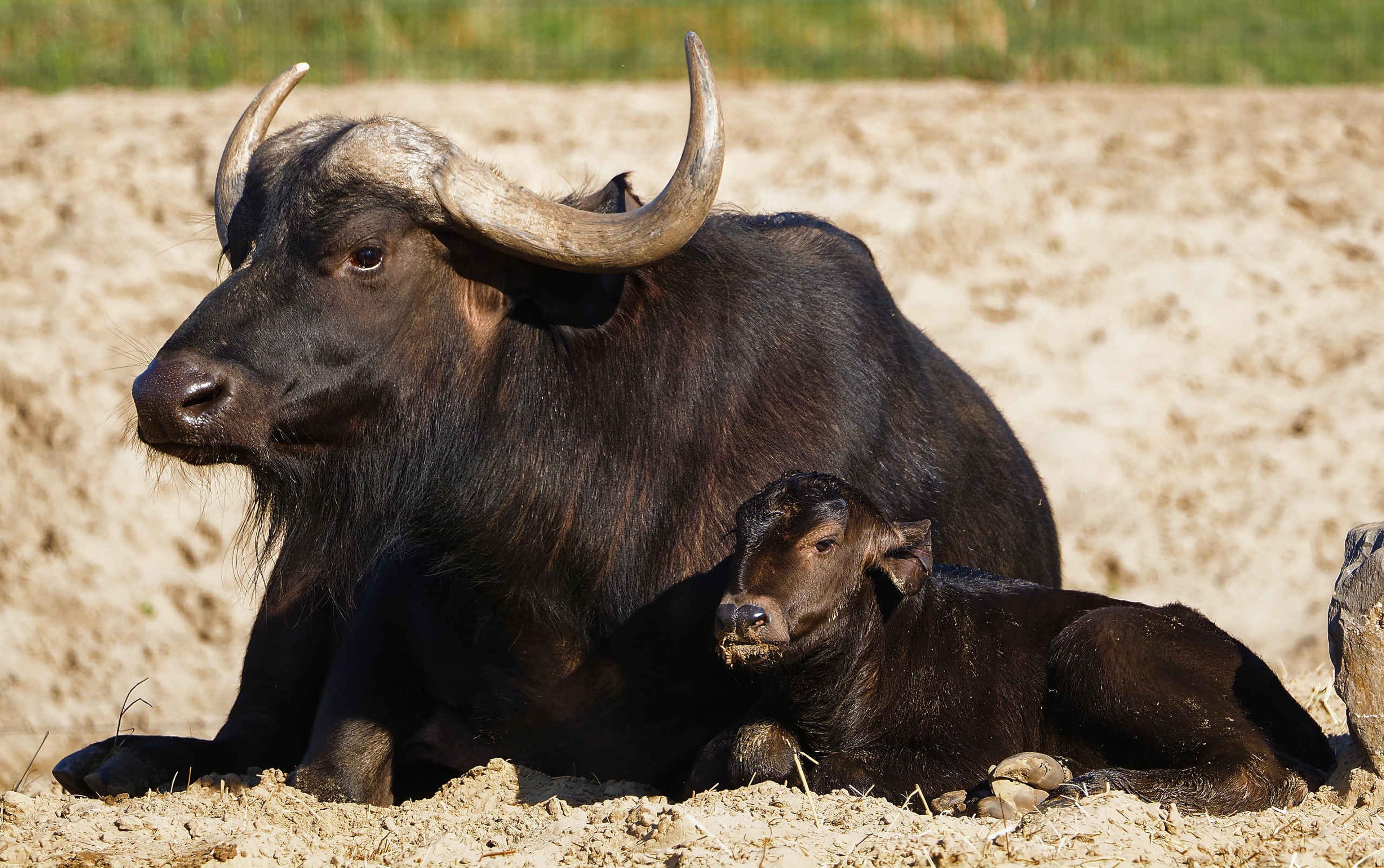 Een kaapse buffel met een jong op de savanne van Safaripark Beekse Bergen