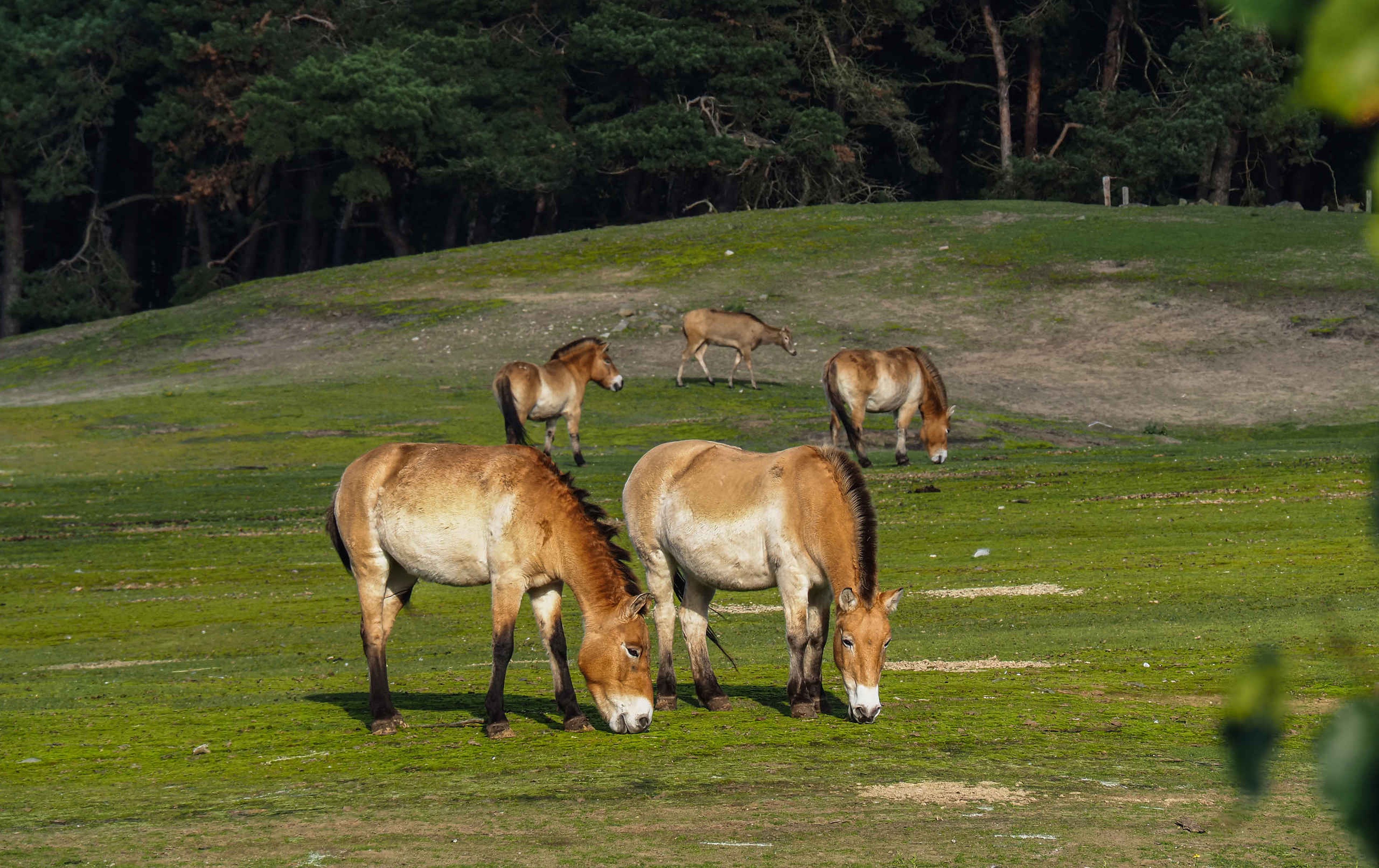 Przewalskipaarden grazend op de savanne in Safaripark Beekse Bergen