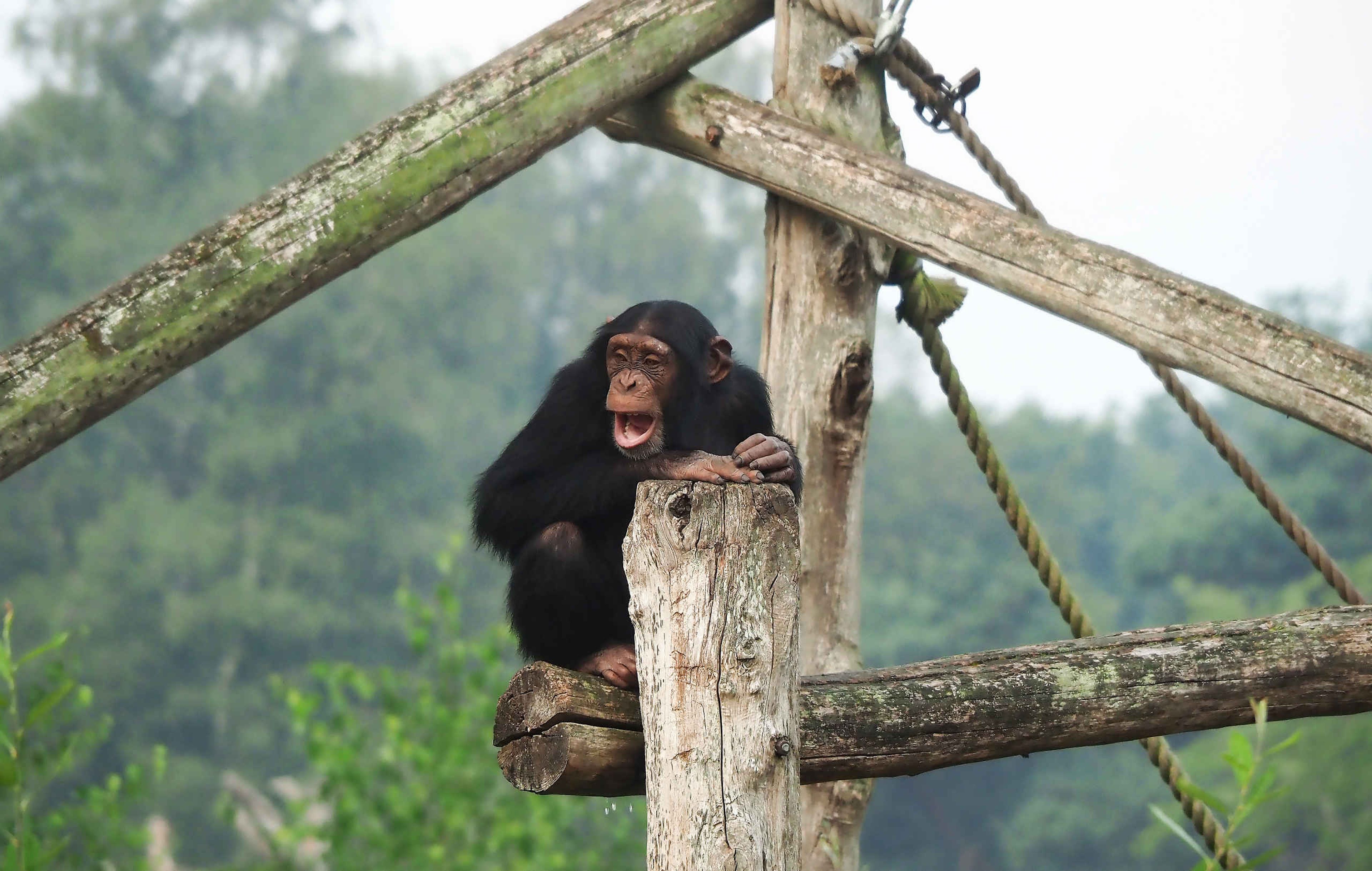 Chimpansee bovenin toestel in verblijf in Safaripark Beekse Bergen