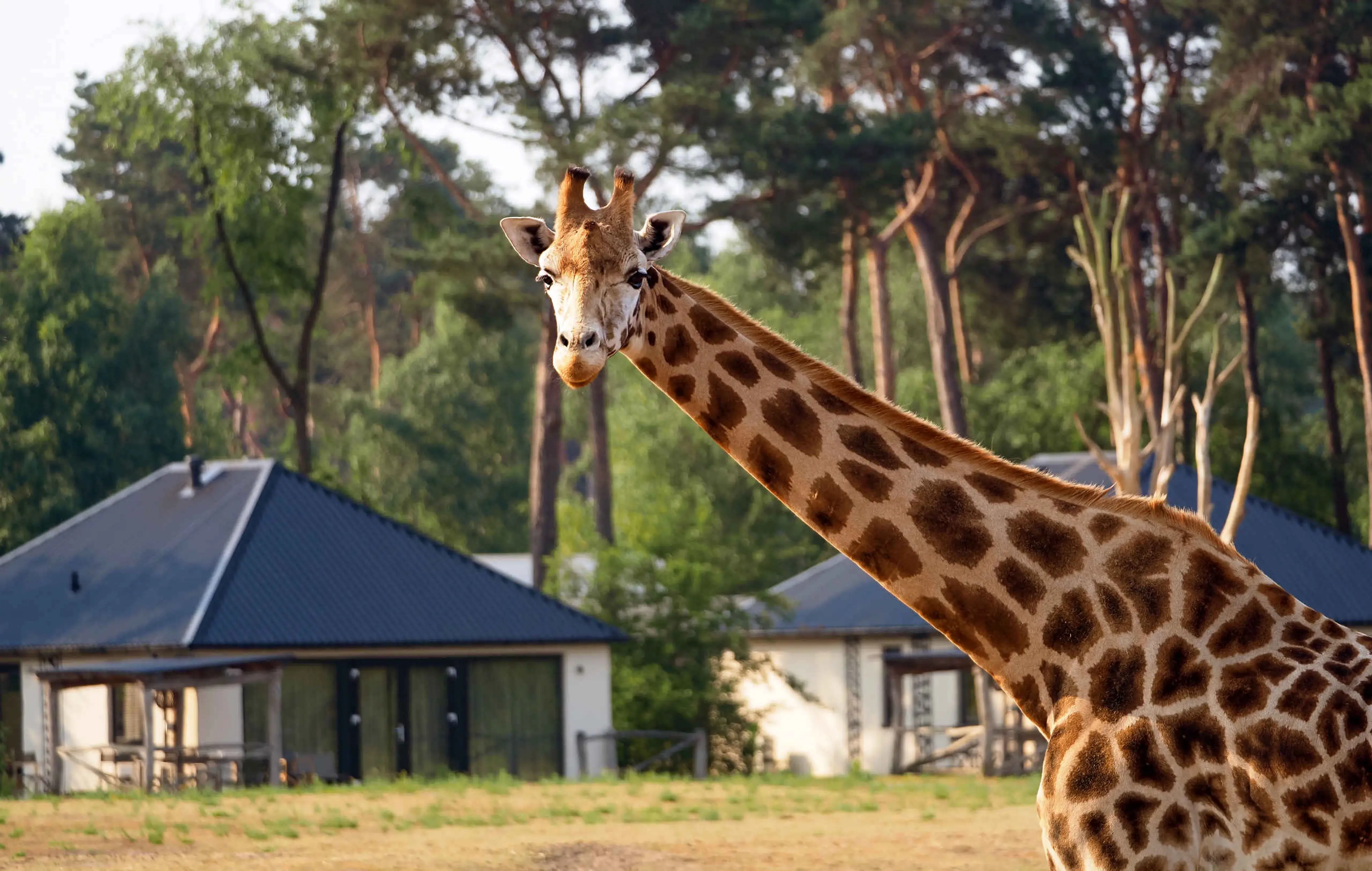 Een giraf op de savanne van Safari Resort Beekse Bergen.