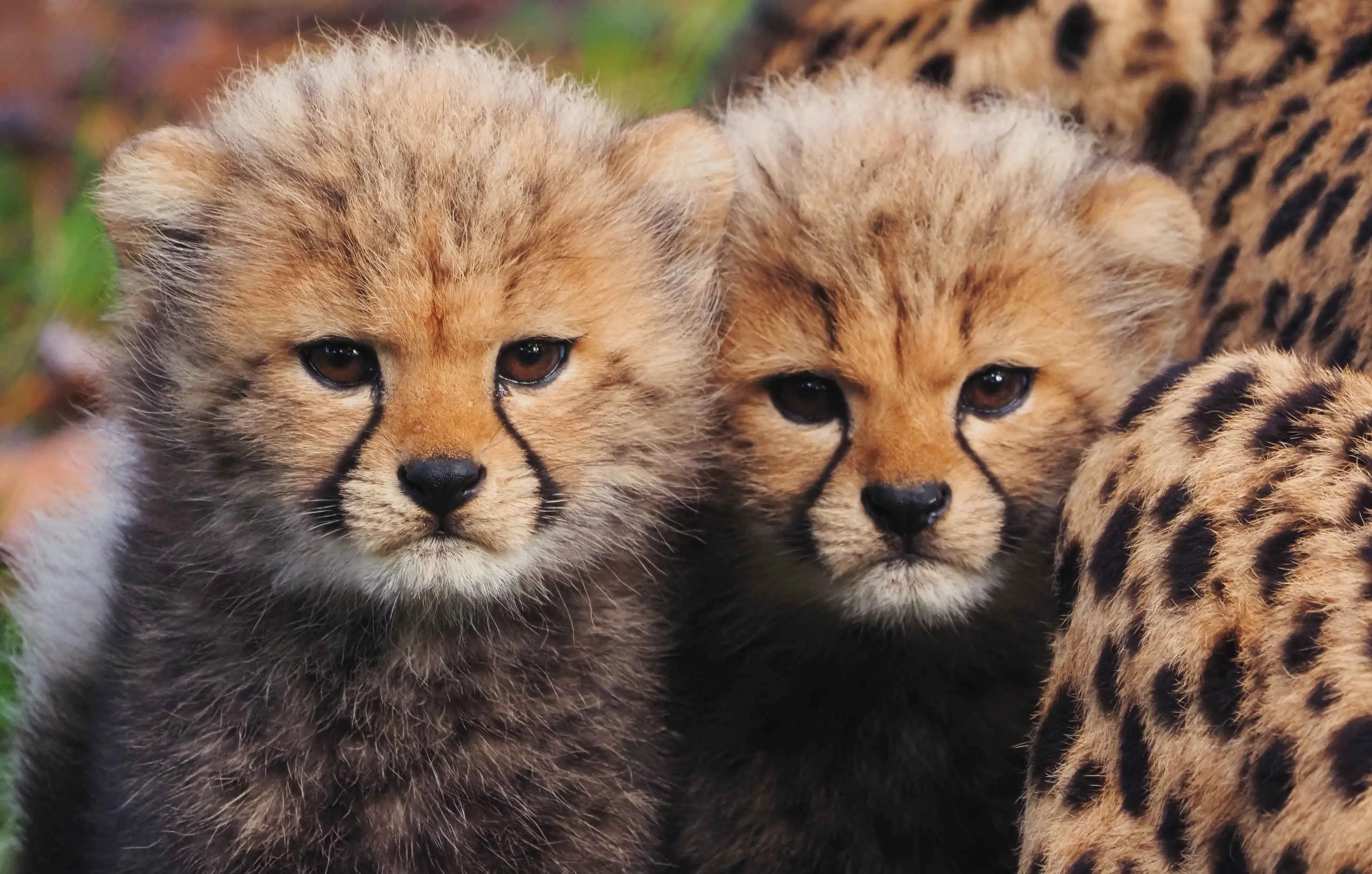 Close-up van cheeta jongen in Safaripark Beekse Bergen