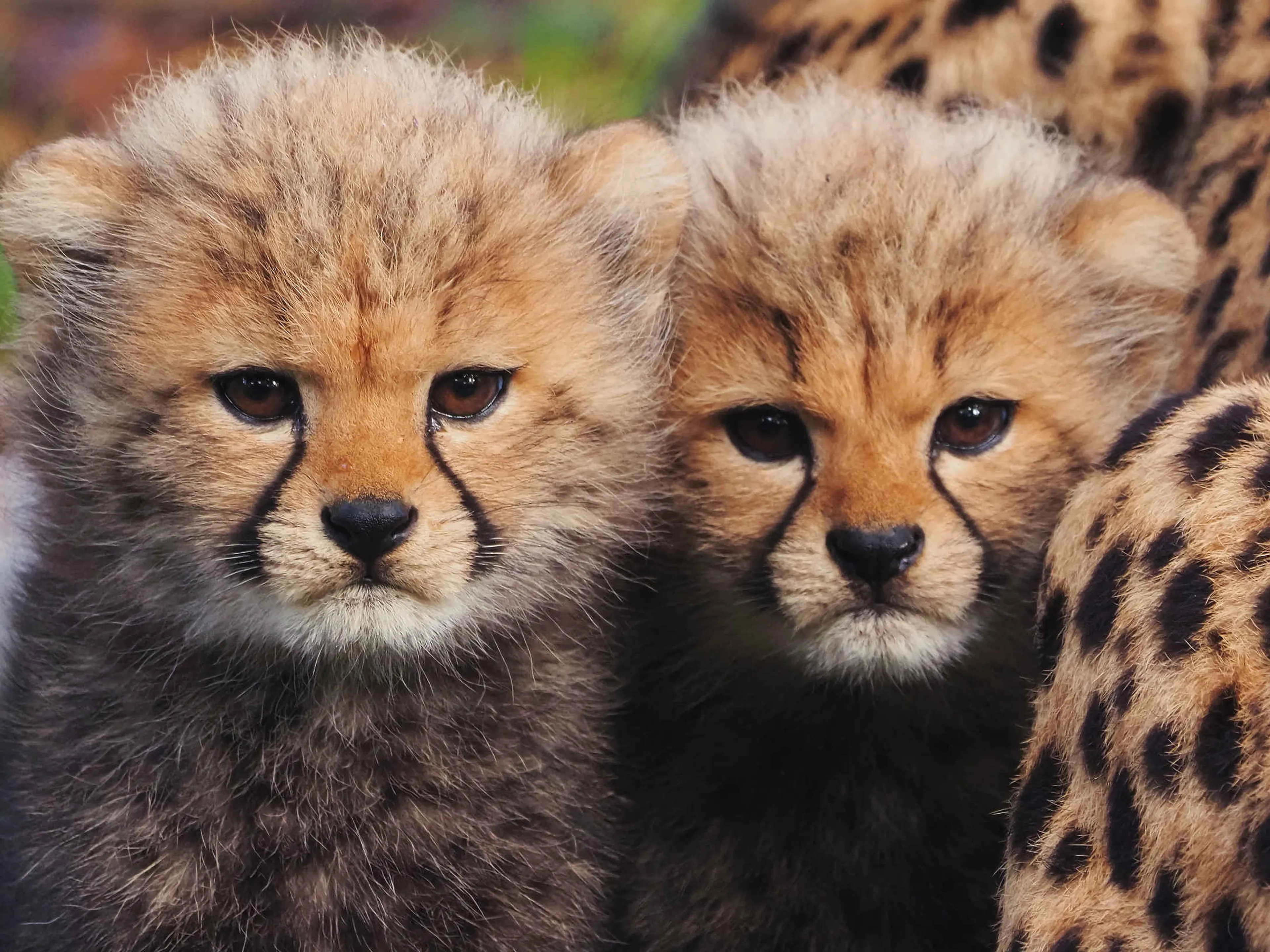 Close-up van cheeta jongen in Safaripark Beekse Bergen