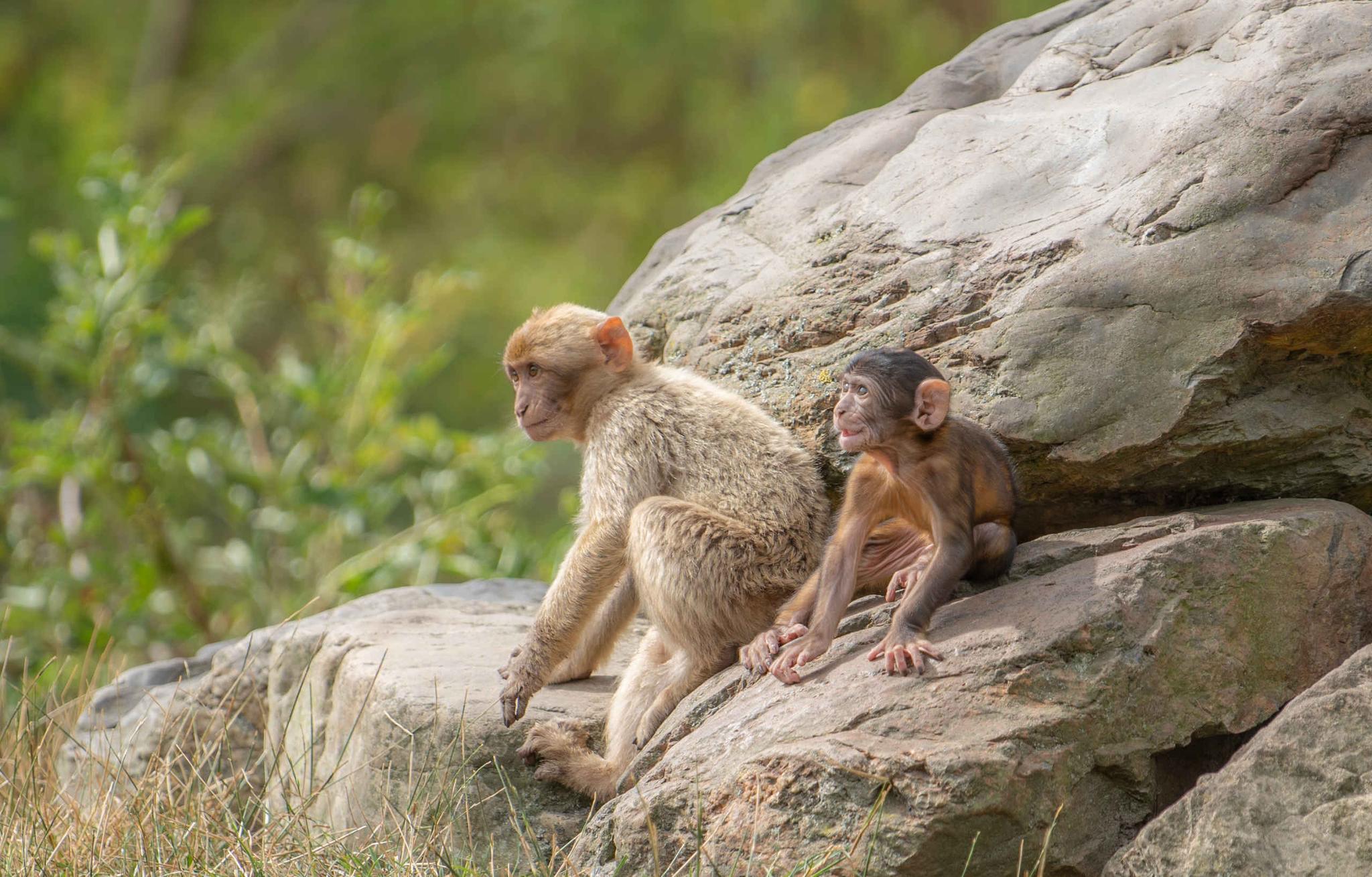 Een berberaap en haar jong zitten op een steen bij Eindhoven Zoo.
