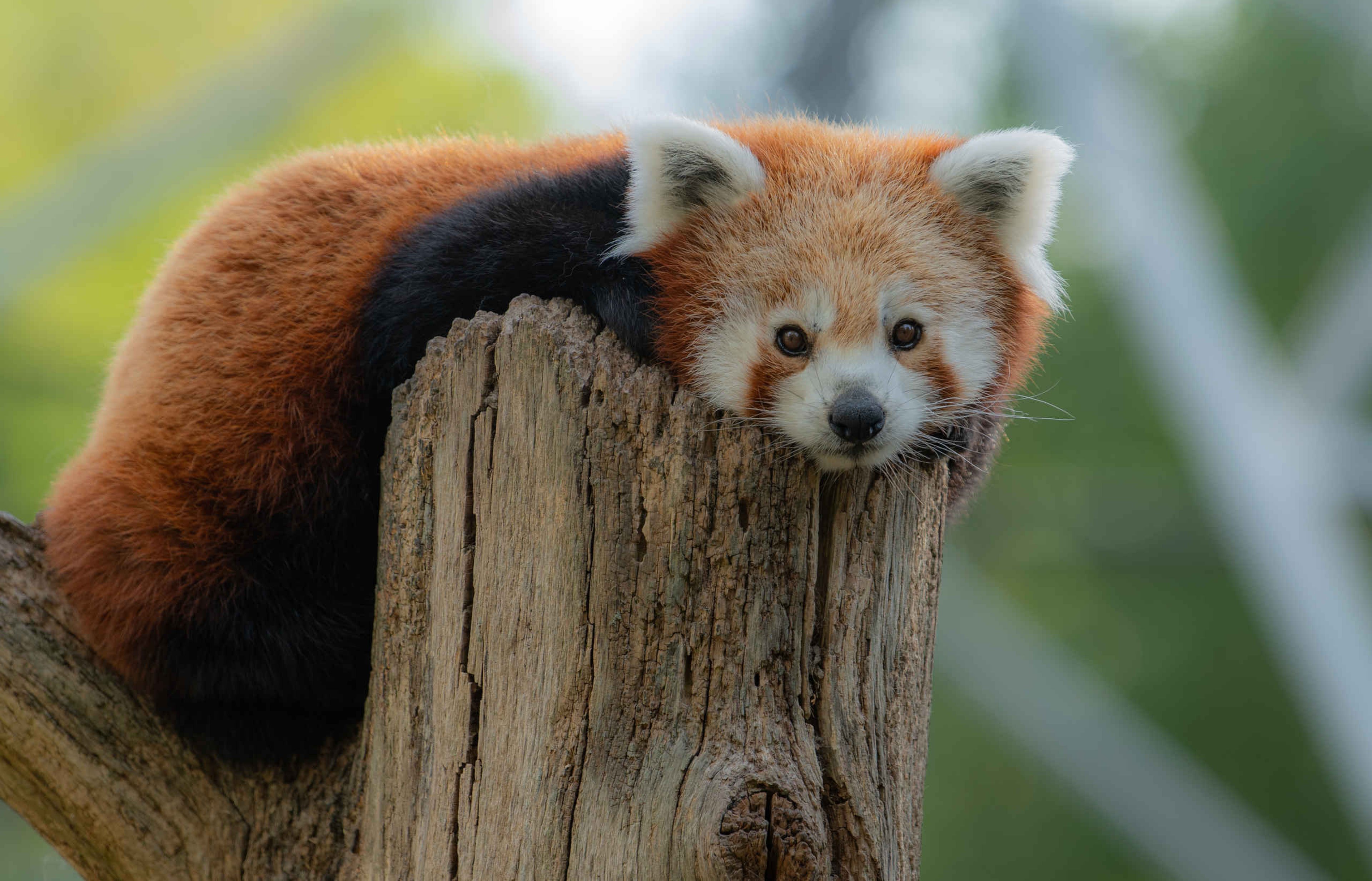 Rode panda op een boomstam in Eindhoven Zoo